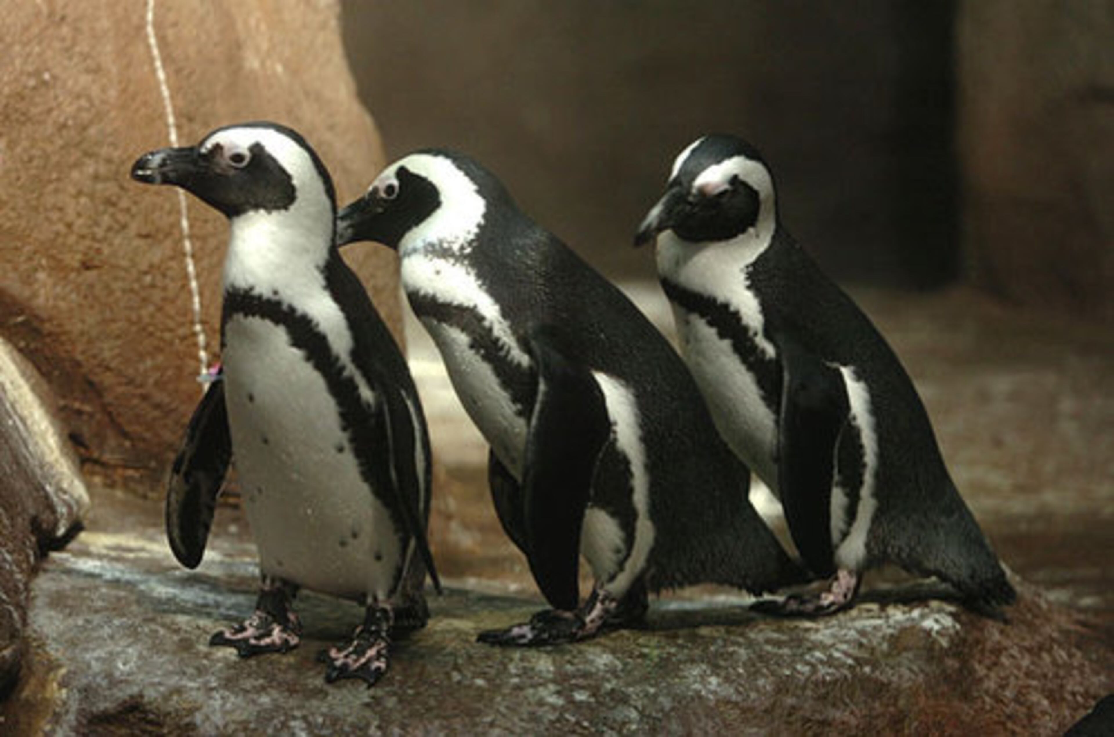 In this photo from 2007, penguins frolic in their enclosure at the aquarium.