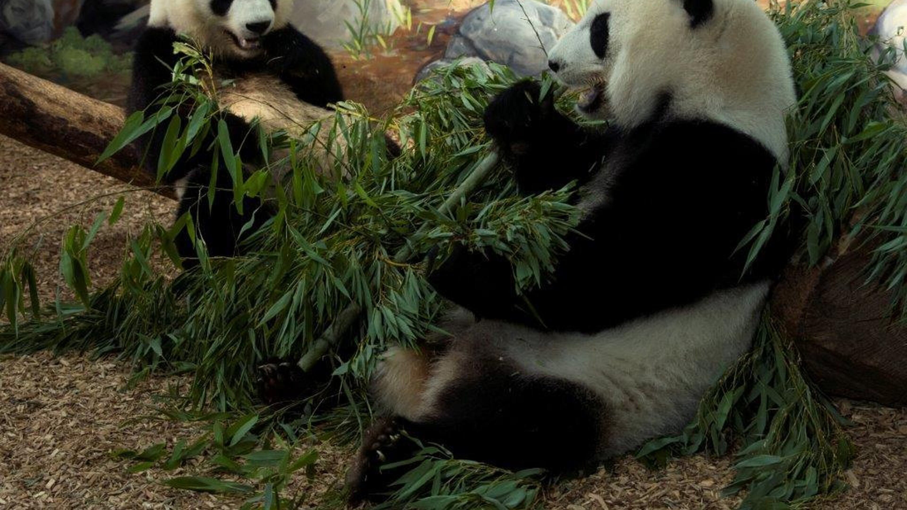 Mei Lun and Mei Huan enjoy a bamboo meal at their Zoo Atlanta home. Now 3 years old, the twin pandas will be moving to China on Nov. 3. CONTRIBUTED BY ZOO ATLANTA