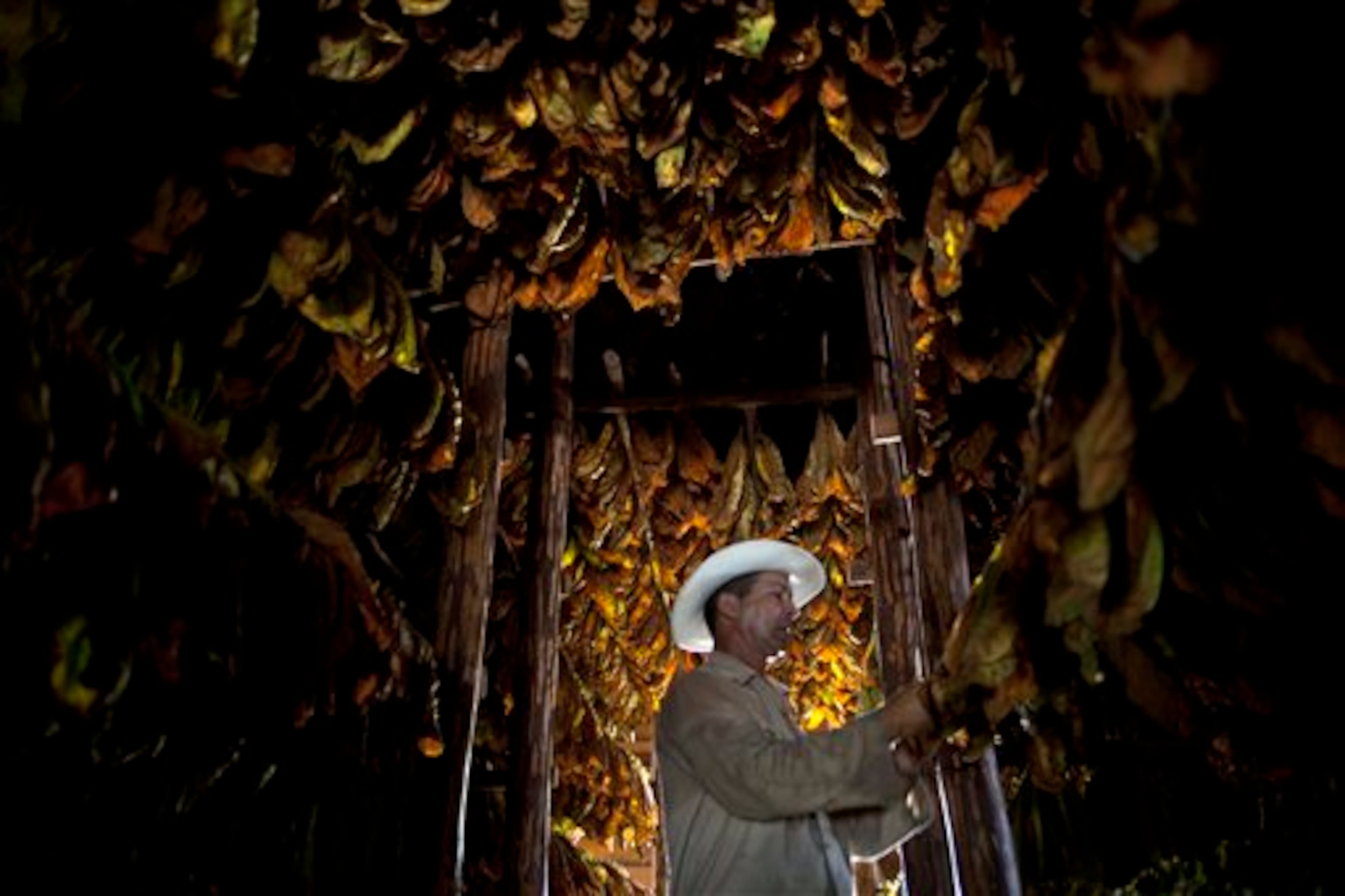 In this Monday, Feb. 25, 2013 photo, farmer Eulogio Montesino, 52, checks tobacco leaves in the western province of Pinar del Rio, Cuba. Cigar enthusiasts from around the world come to Cuba during the Cigar Festival annual celebration to visit tobacco farms and factories and savor new cigar brands. (AP Photo/Ramon Espinosa)
