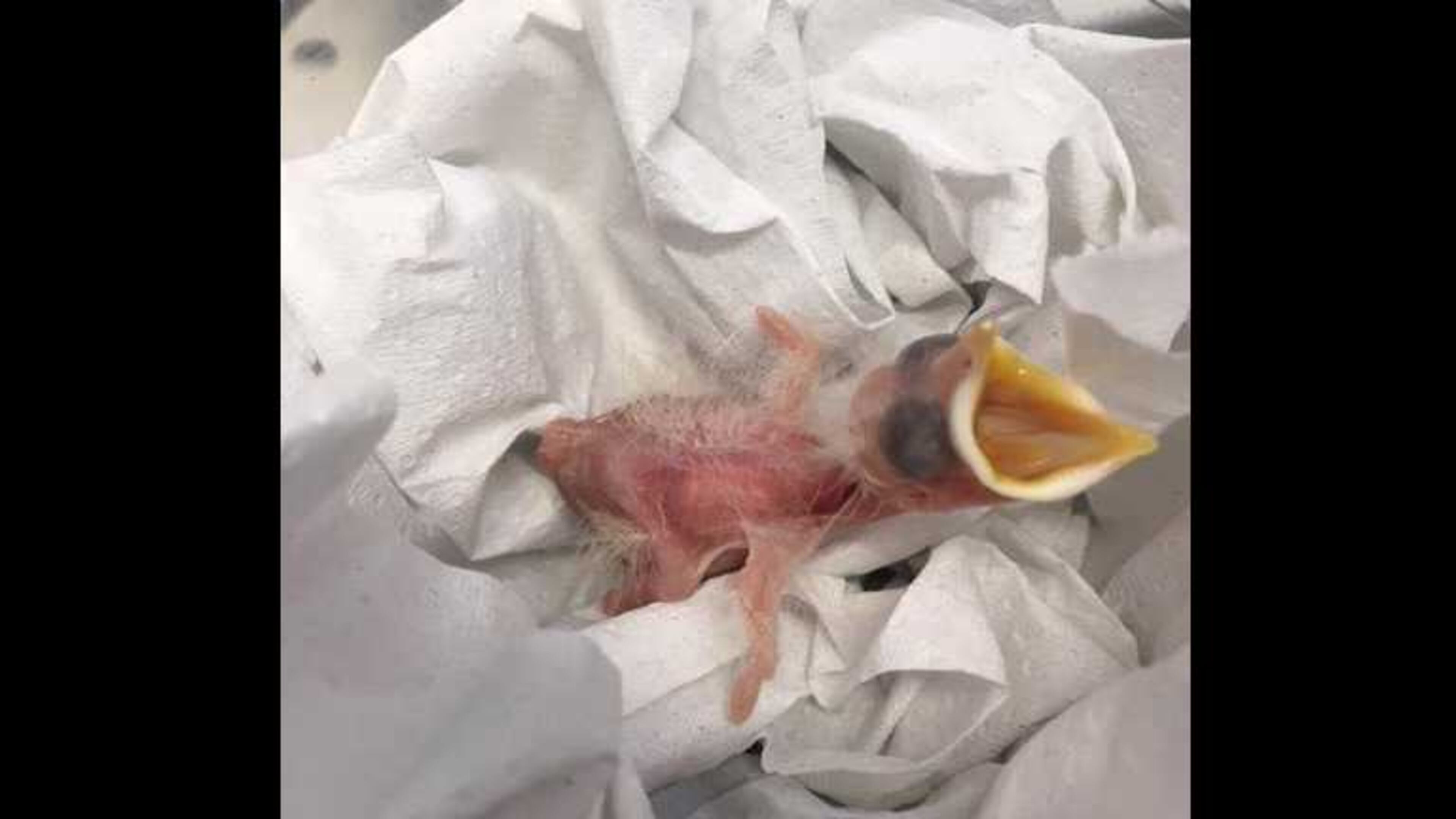 A critically endangered Bali mynah hatched at Zoo Atlanta April 27, 2017. The chick is two days old in the photo.