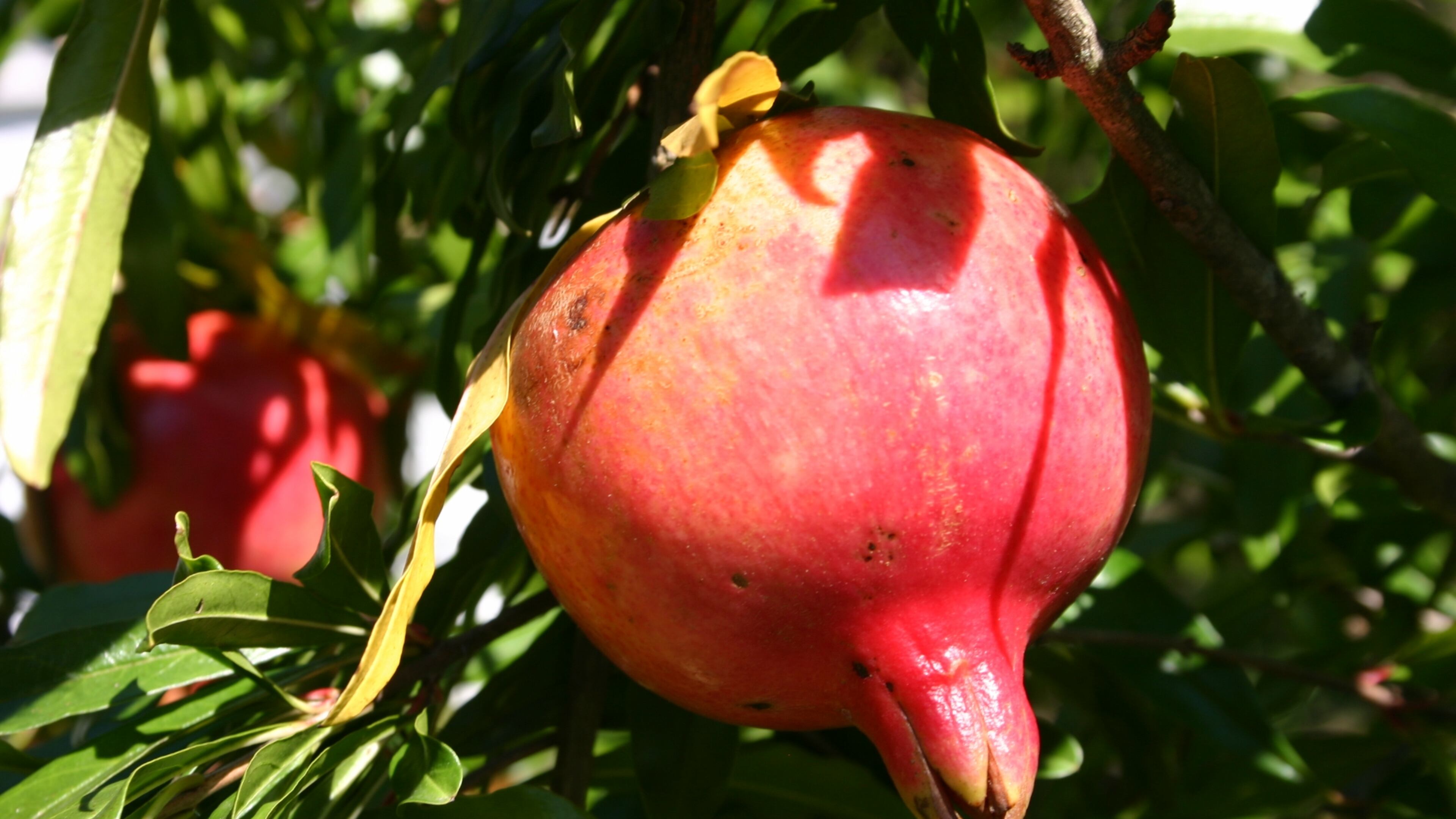 A pomegranate shrub produces delicious fruit and gorgeous flowers. (Walter Reeves for The Atlanta Journal-Constitution)