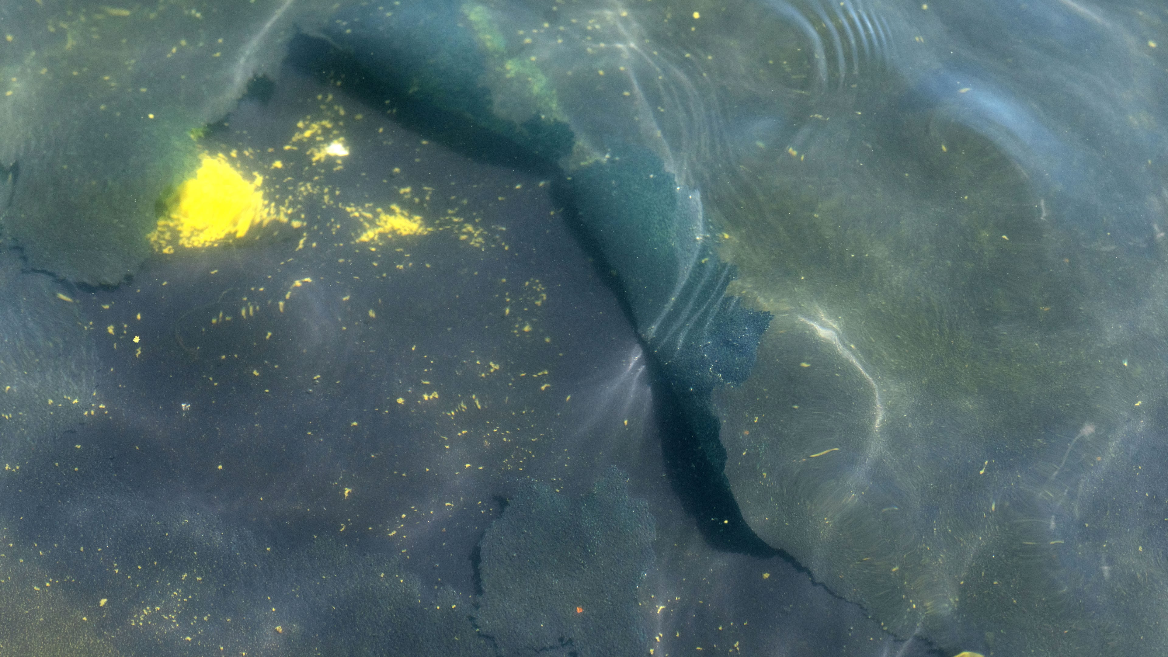 A peeling section of blue coating is seen in the Lincoln Memorial Reflecting Pool, Saturday, June 20, 2026, in Washington. (AP Photo/Mark Schiefelbein)