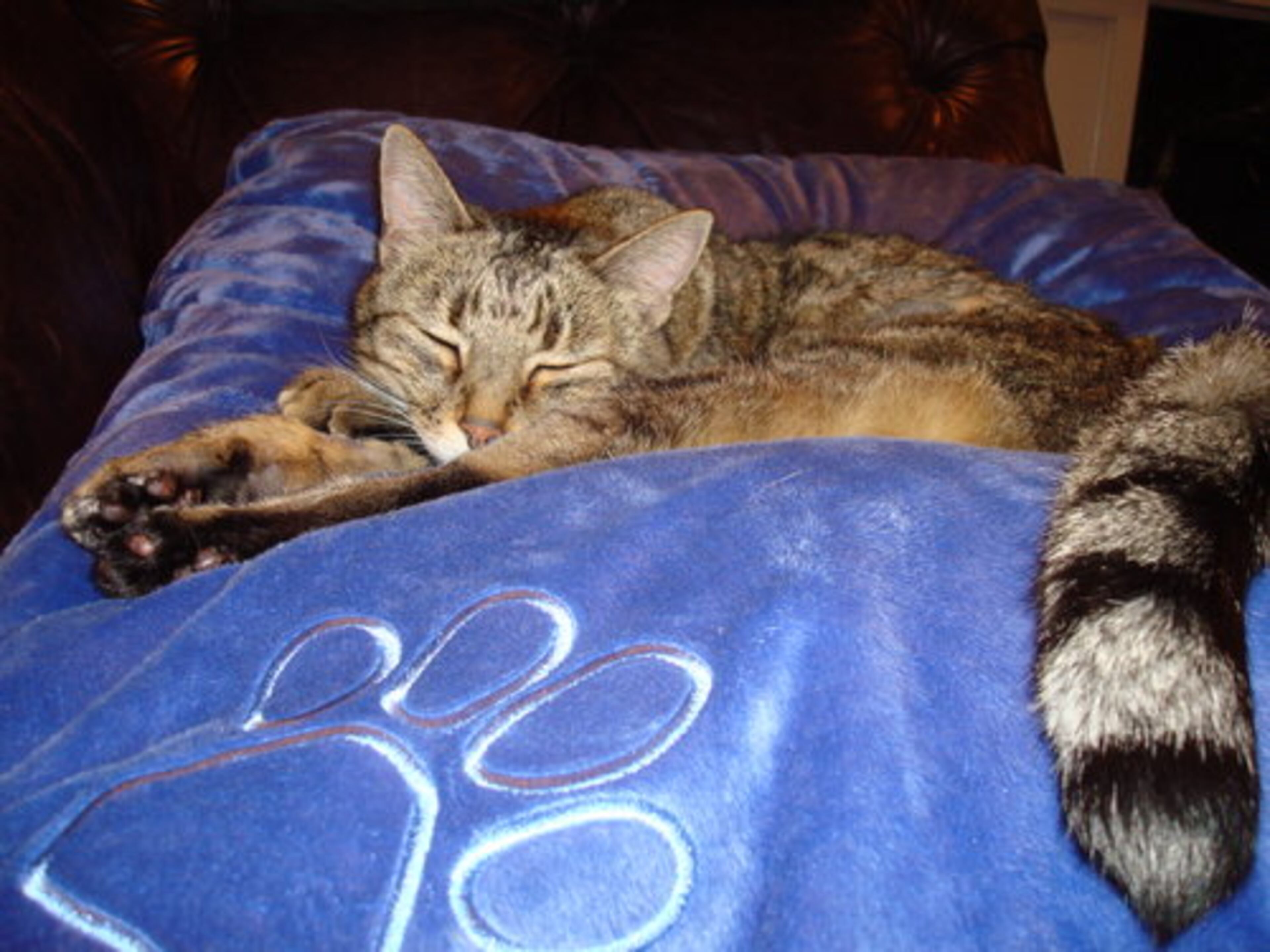 I prefer signature bedding.