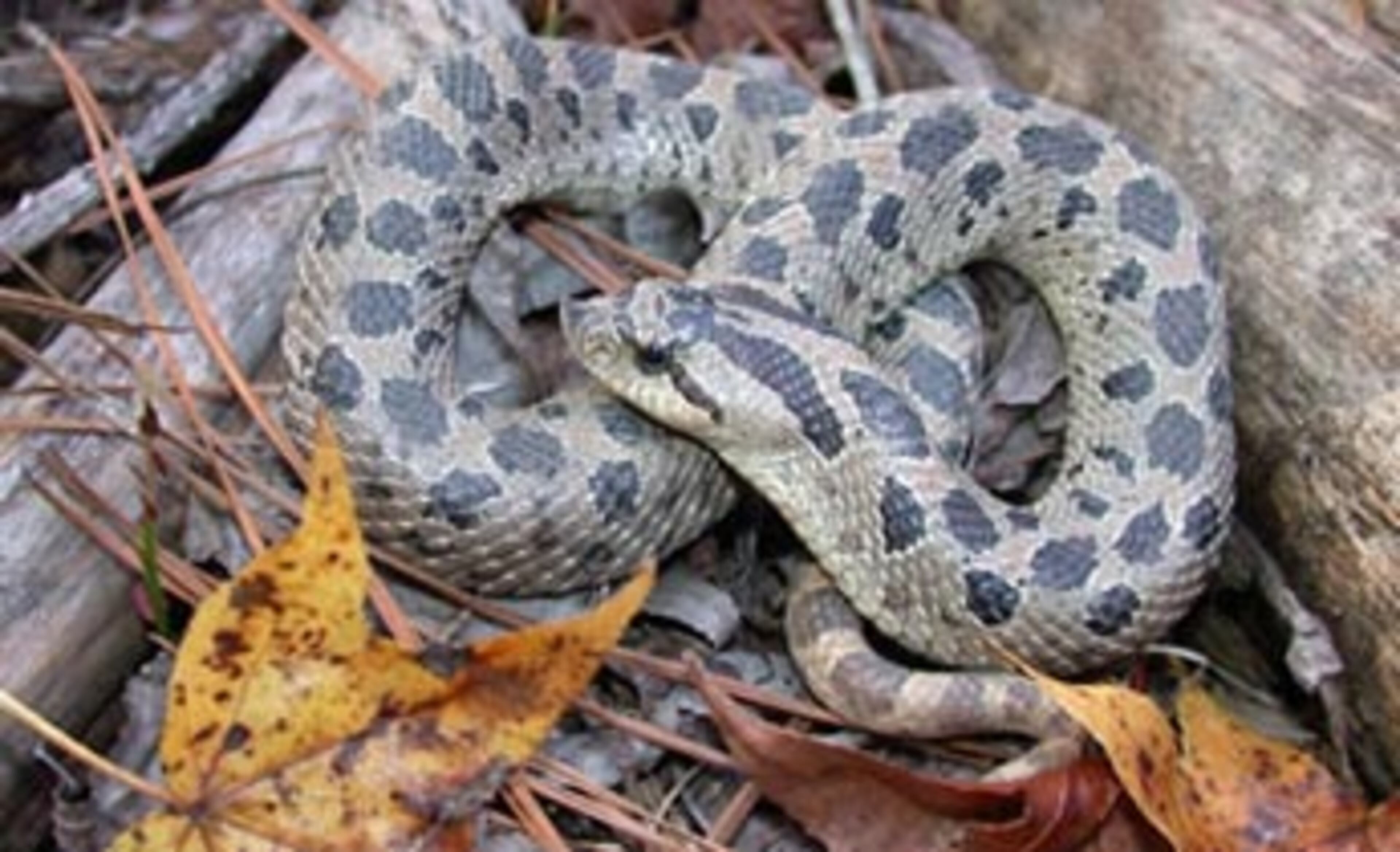 The SOUTHERN HOGNOSE SNAKE is far less common, found in the sandy and coastal areas of North and South Carolina, Georgia, Florida and some parts of south Alabama. They also enjoy snacking on toads and put on a threat display similar to the Eastern Hognose. INFO BY: J.D. Willson.