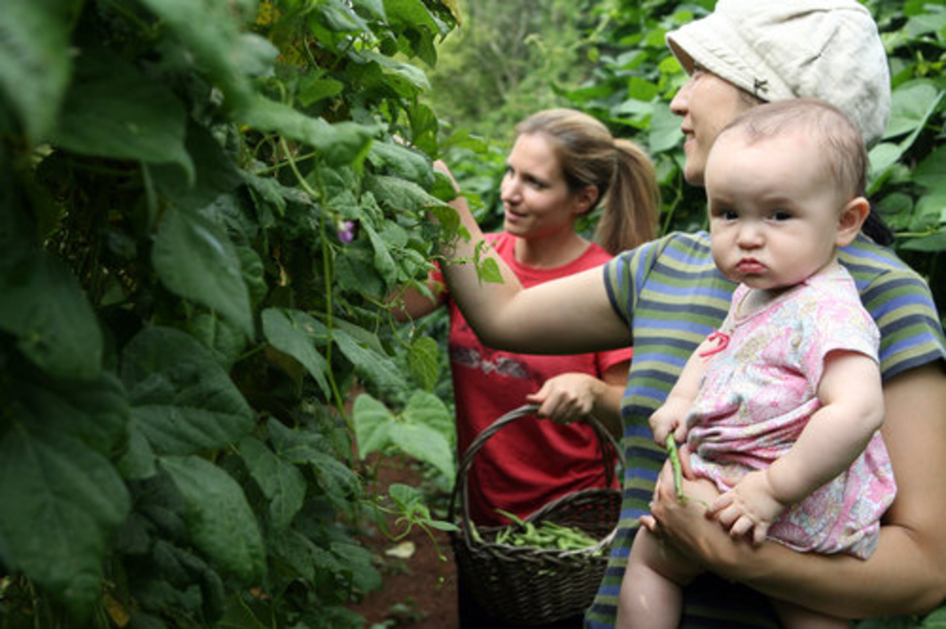 Ten-month-old Julia Lovell goes along for the ride as her mother, Ai Lovell, and her aunt, Karin Lovell (left), pick beans.