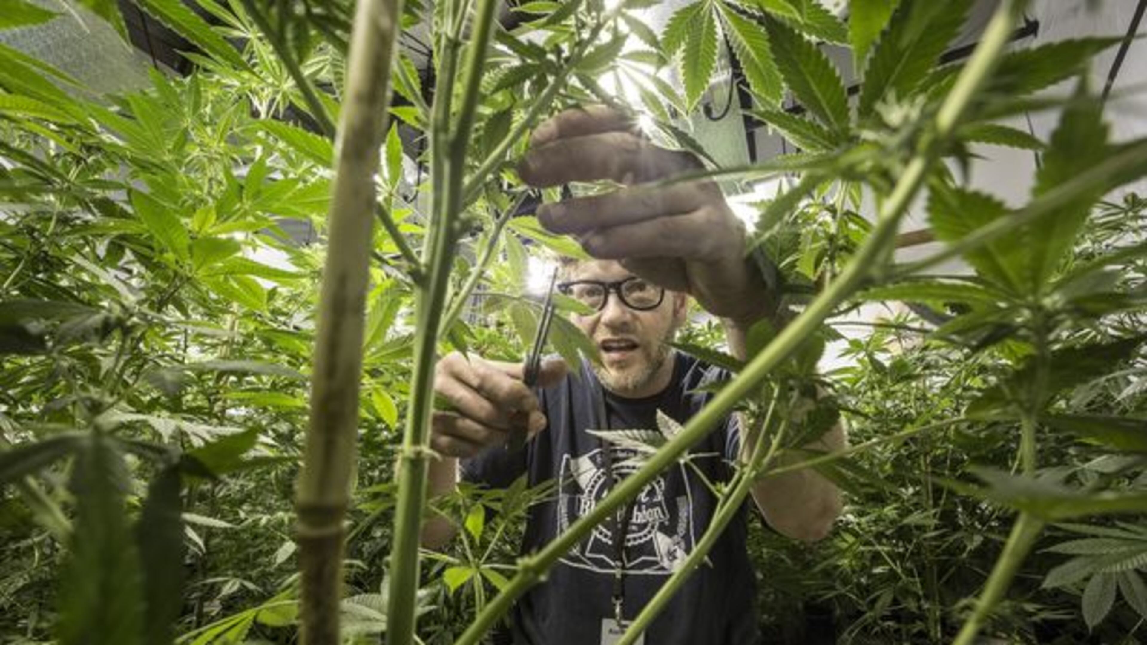 Sometimes you can't see the forest for the trees of weed. (Steve Ringman/Seattle Times/MCT)