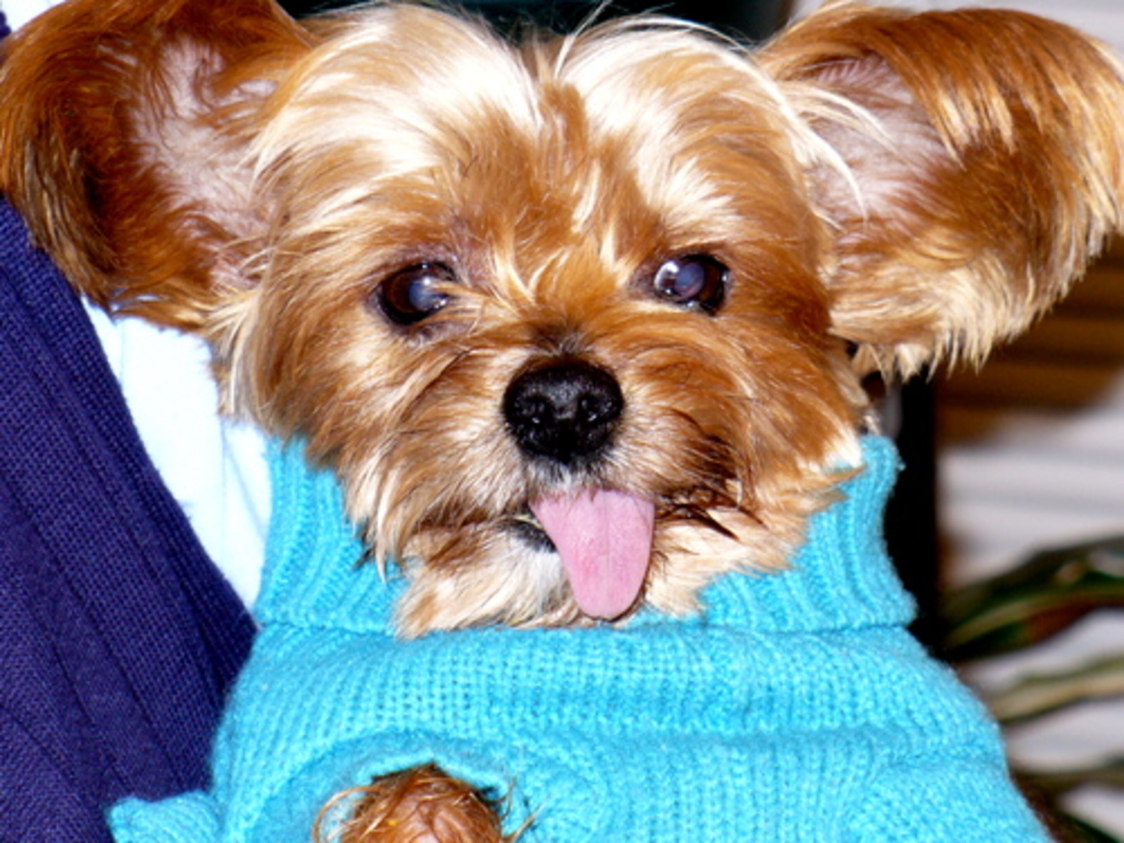 6. The Yorkshire Terrier Gidget offers a prime example of the Yorkie's appeal. The purse pooches rank No. 2 nationally.
