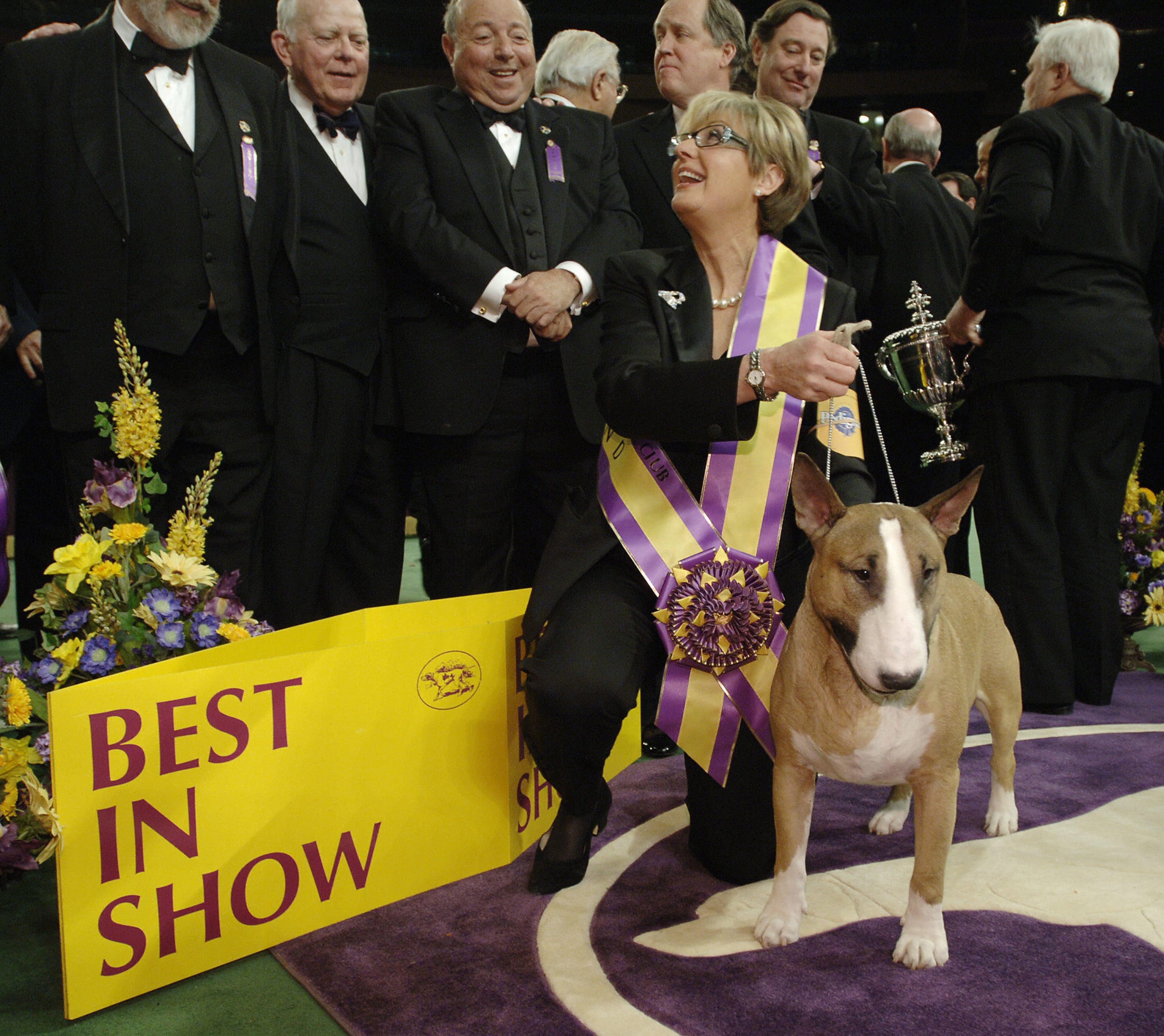 New York, UNITED STATES: Rufus, a bull terrier, with handler Kathy Kirk after he won Best In Show at the 130th Westminster Kennel Club dog show, 14 February, 2006, at Madison Square Garden in New York. AFP PHOTO/Stan HONDA (Photo credit should read STAN HONDA/AFP/Getty Images)