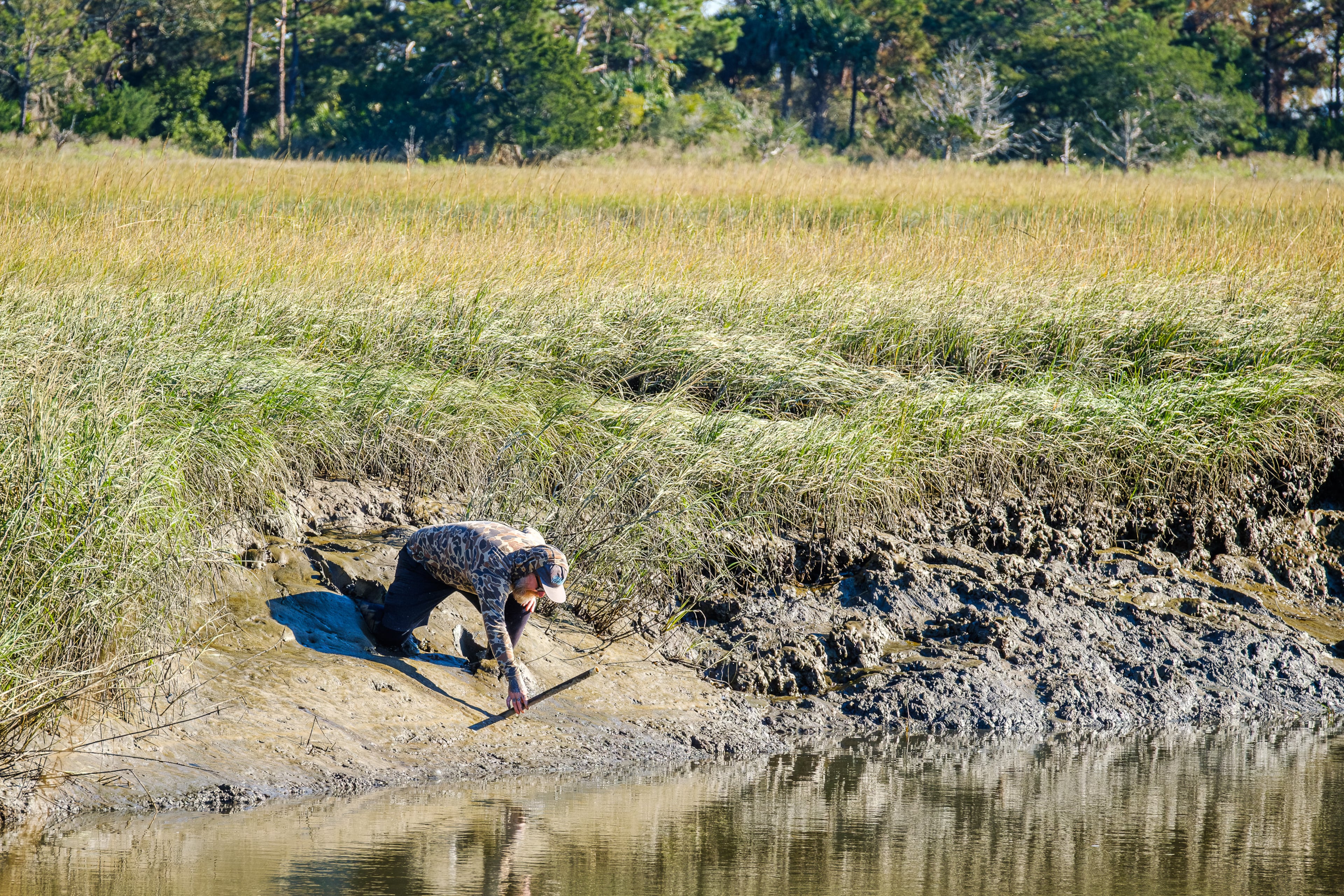 UGA professor Nik Heynen retrieves a spat stick from the marsh on Sapelo Island. The samples help determine which areas are best suited for oyster development. (Justin Taylor for the AJC)