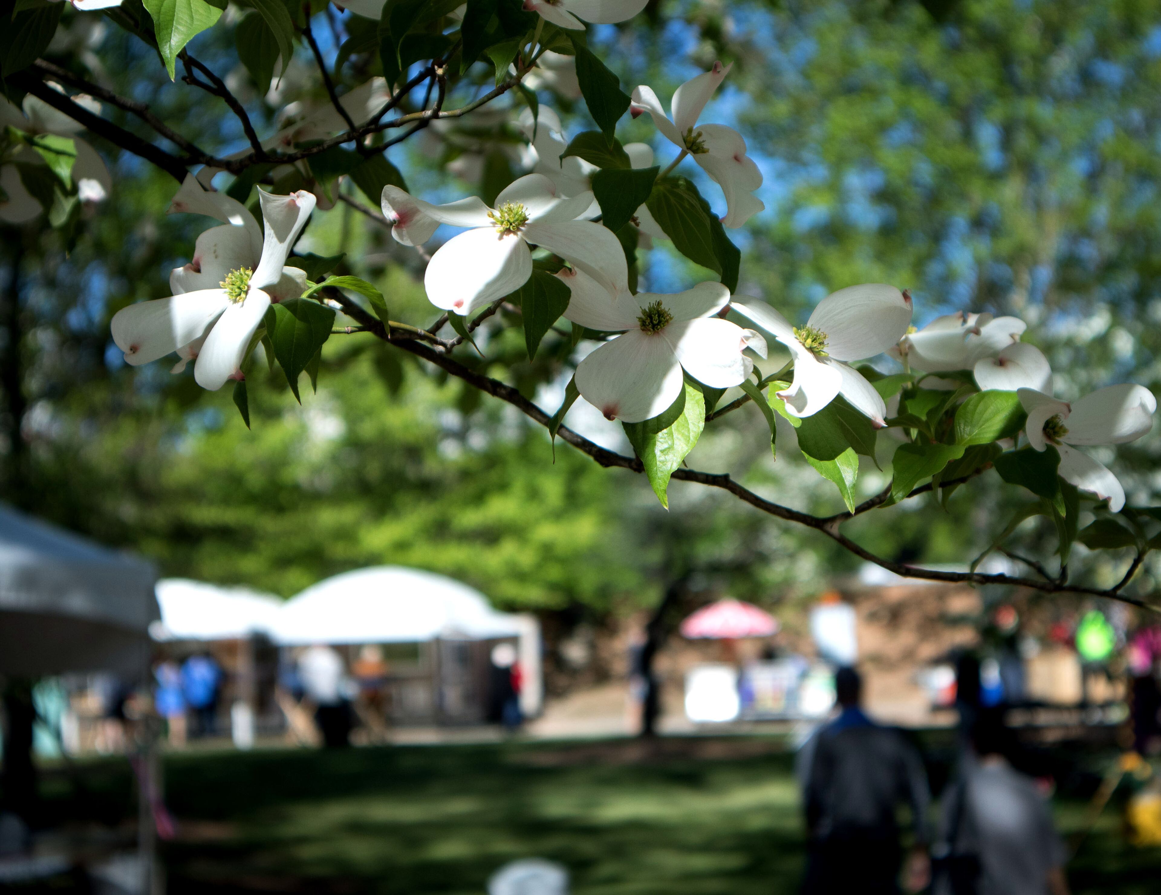 A Dogwood is in full bloom during the 81st Annual Atlanta Dogwood Festival Saturday in Atlanta, Ga April 8, 2017. STEVE SCHAEFER / SPECIAL TO THE AJC