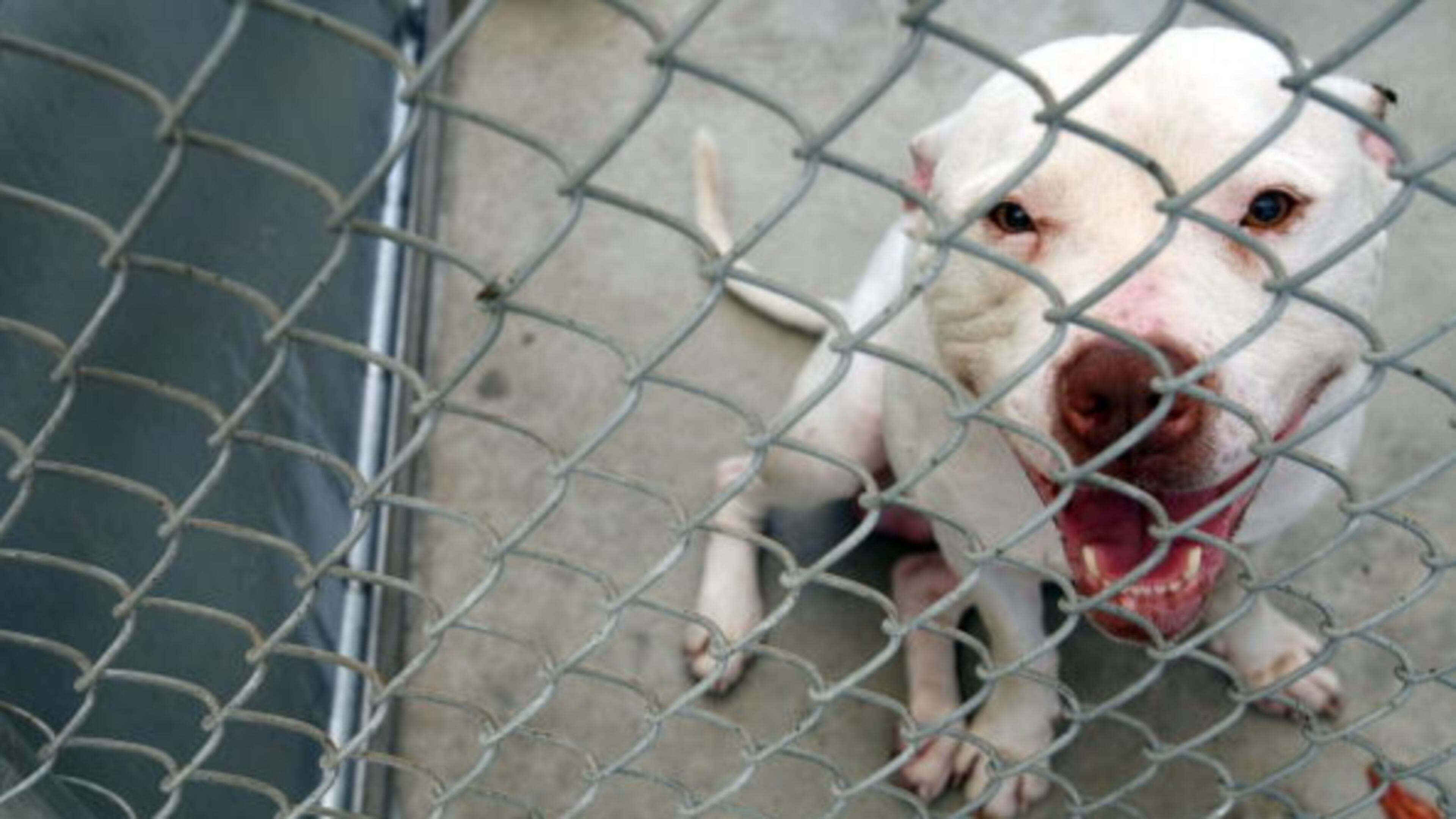 A pit bull, similar to one that attacked a Detroit girl on Saturday, looks out from a cage at an animal shelter. The young victim was critically injured in the attack.