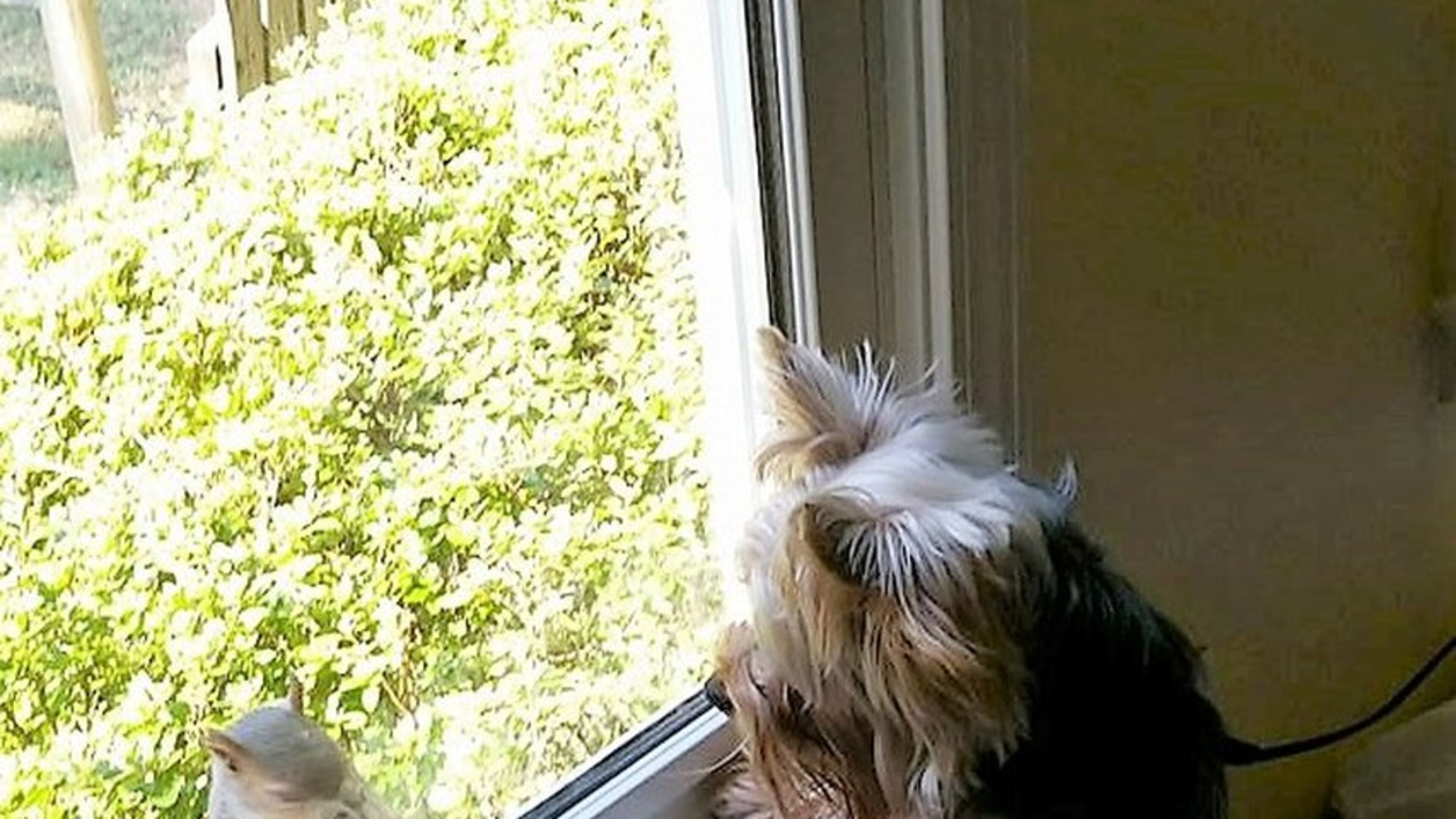 Kay Smoot shared this photo. “My youngest Yorkie has developed a friendship with a squirrel,” she wrote. “The squirrel comes to the window for a chat.”