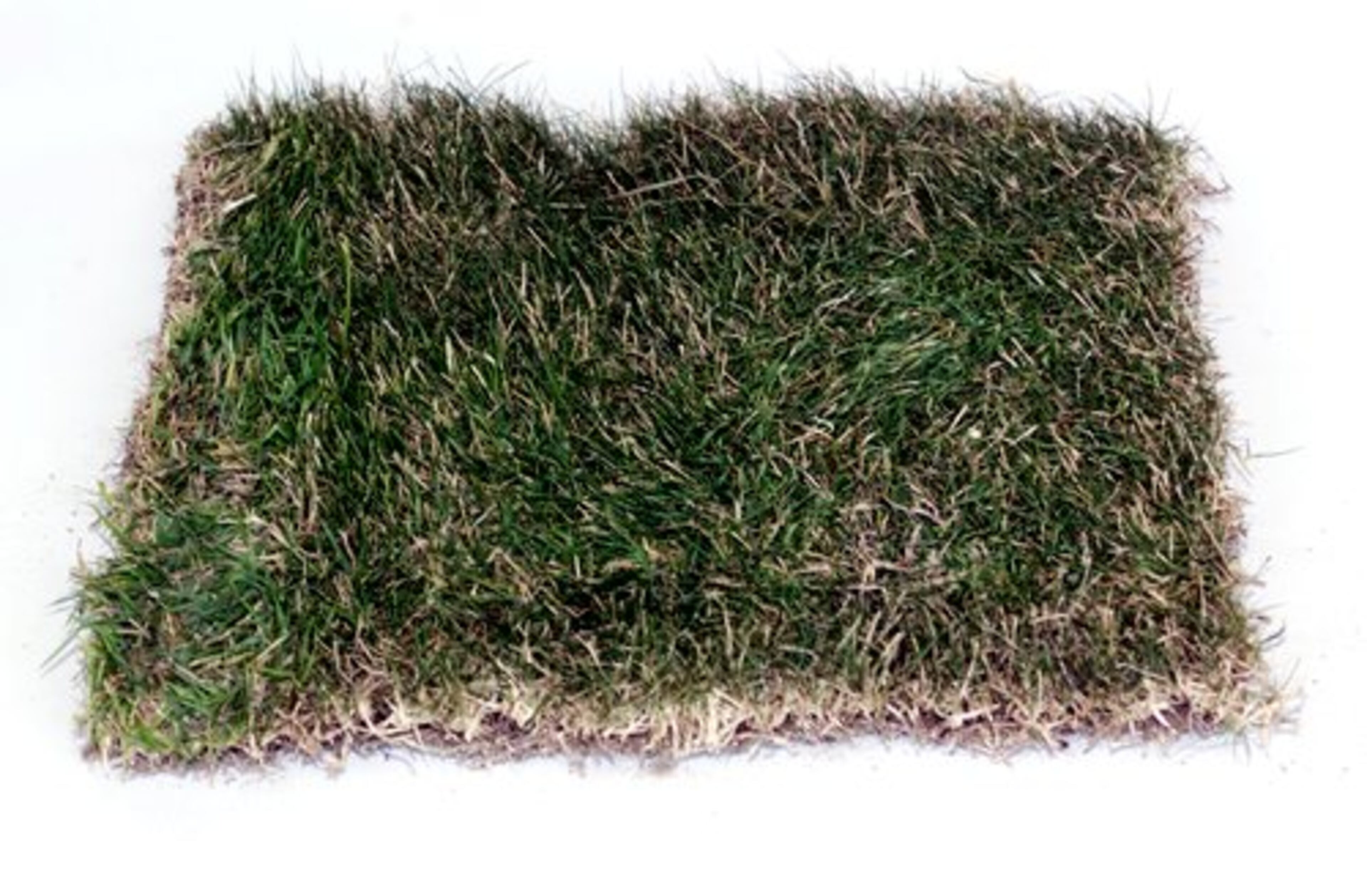 Zoysia, a warm season grass. (Considered the Cadillac of grasses.). Drought tolerance: High. Shade tolerance: Medium. Cold tolerance: High. Establishment rate: Slow. When to fertilize: In active growth, typically around May, and again in early September. Maintenance level: High; needs to be mowed every four days and will need to be de-thatched to reduce thickness, according to Skaggs.