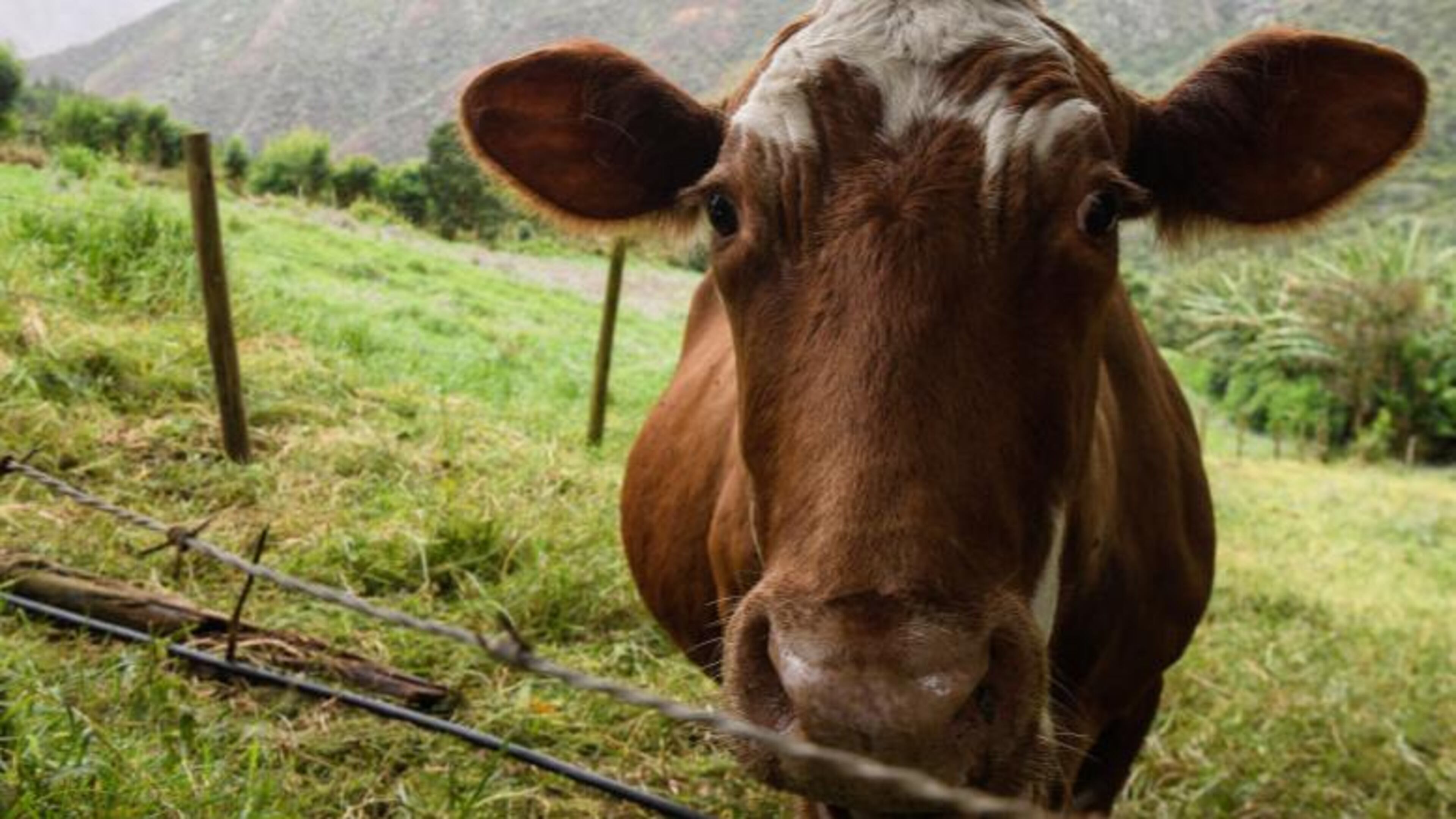 File photo. (Photo by Leon Neal/Getty Images)