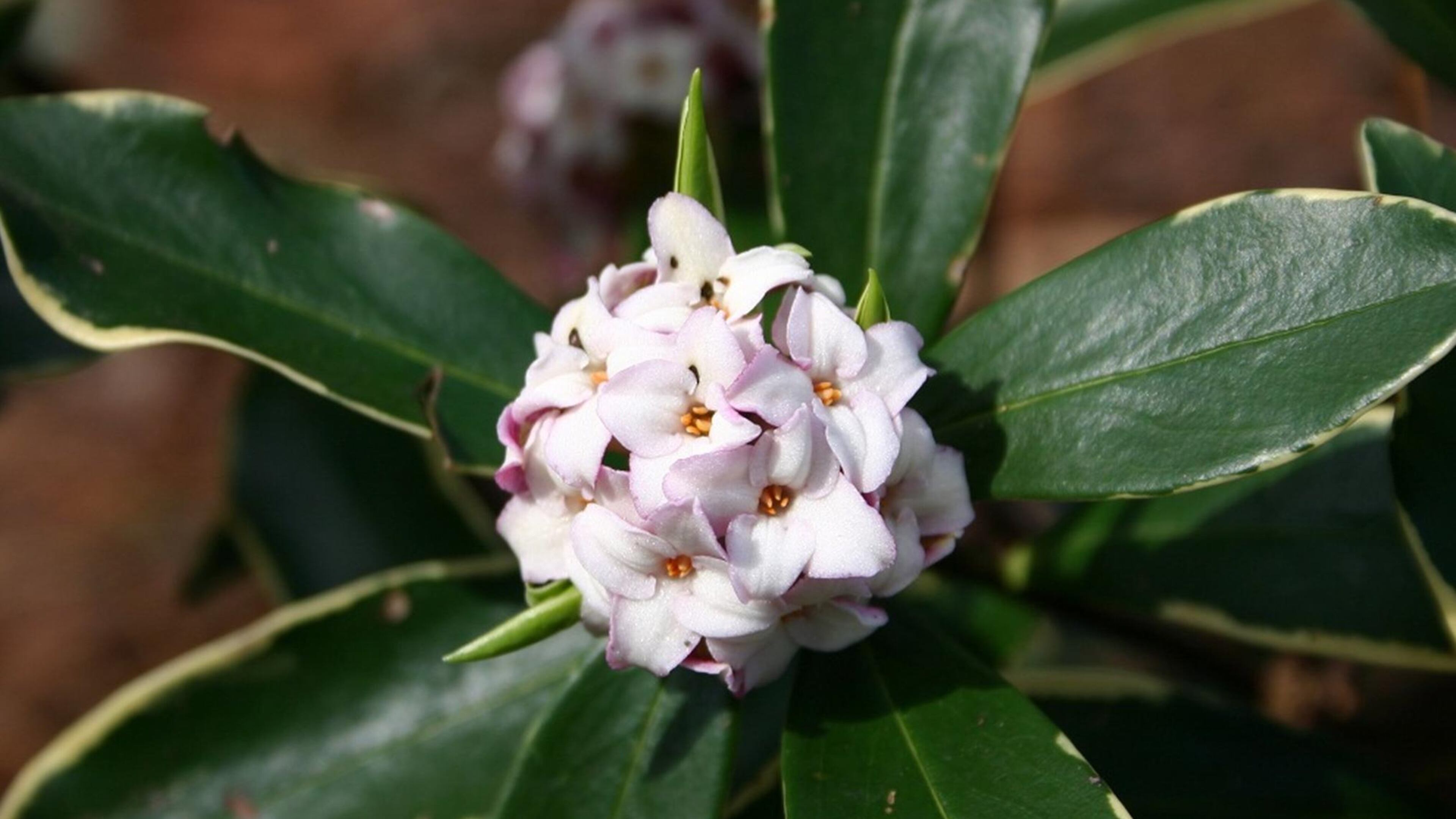 Fragrant daphne flowers are a highly anticipated harbinger of spring. CONTRIBUTED BY WALTER REEVES