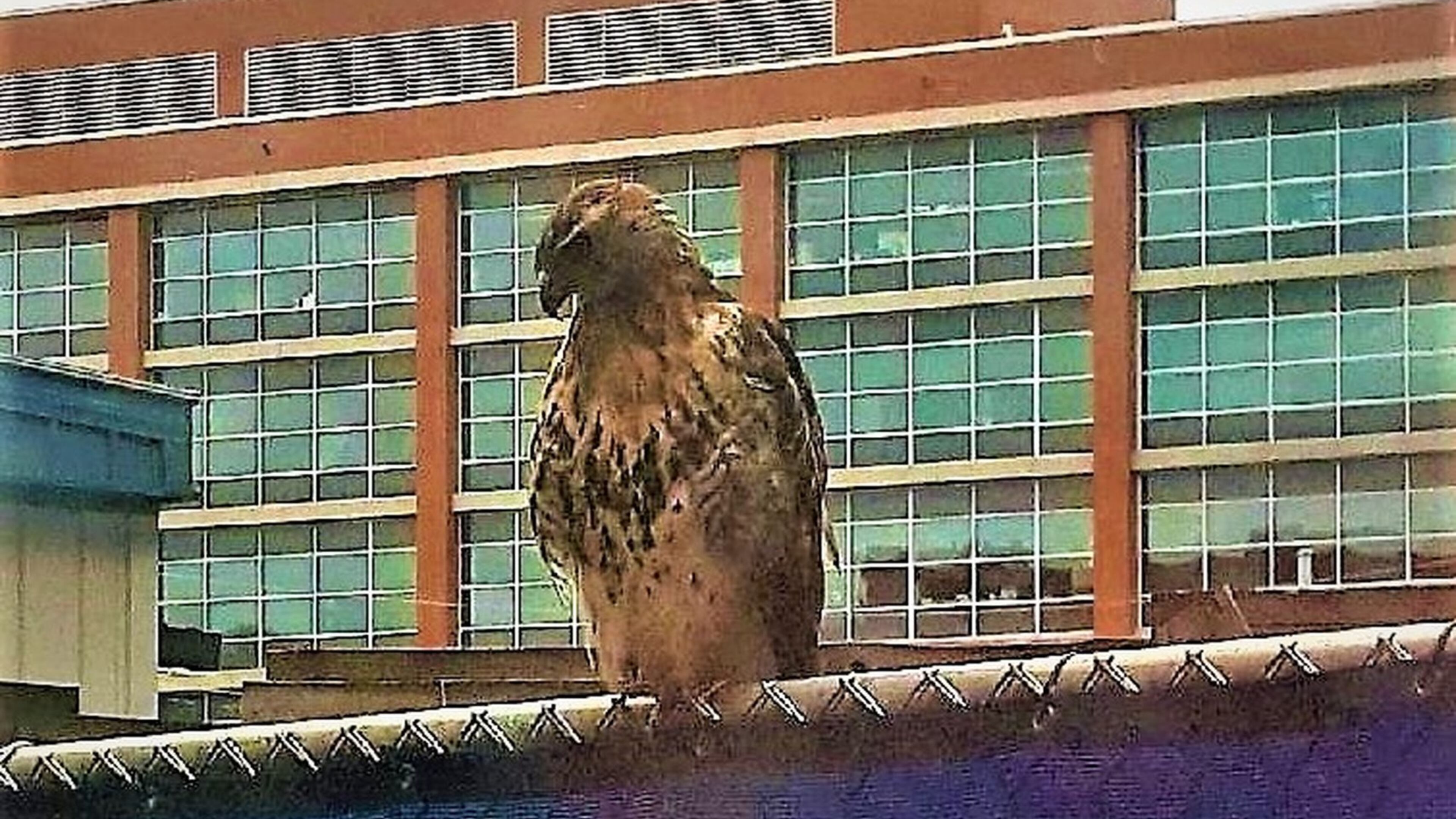 Roger Schlenker submitted this photo he took while waiting for a friend who was in surgery at Piedmont Hospital in July. “I walked to a window and saw this stately, elegant hawk. It was perched on a wire fence by a construction site at Piedmont, looking over Peachtree Street,” he wrote. “I wondered what it saw, where it came from, and where was it going? What a peaceful and unusual moment with the busy, Atlanta city life below.”