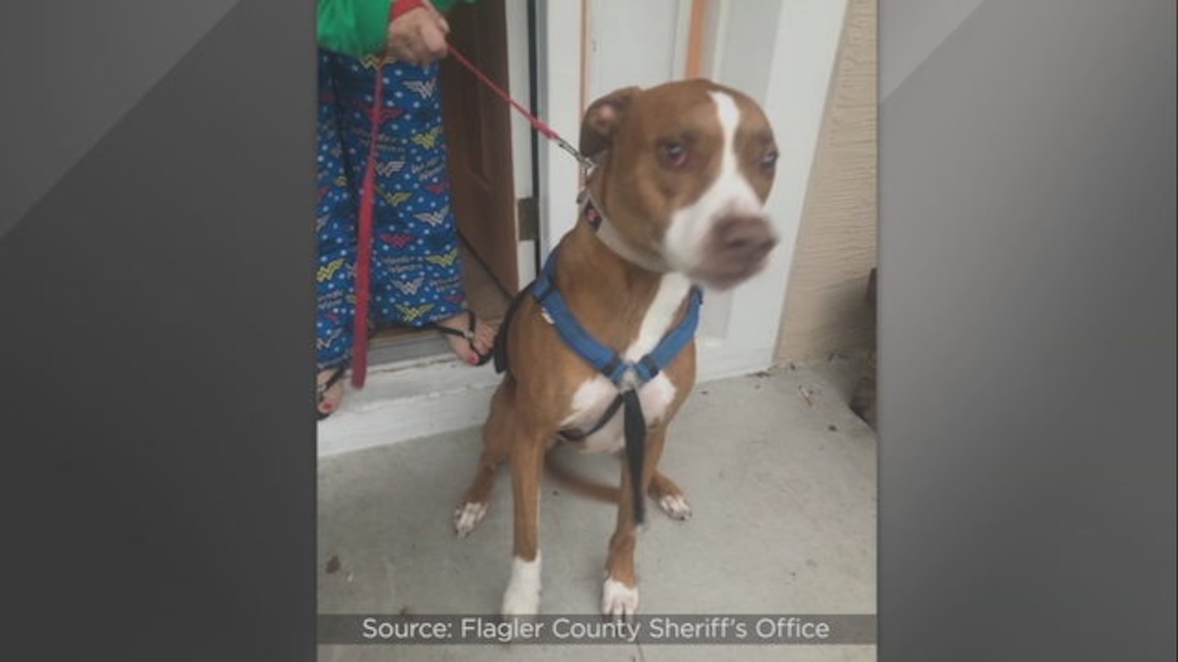 A dog attacked a pizza delivery driver on Thursday. (Photo: Flagler County Sheriff's Office)