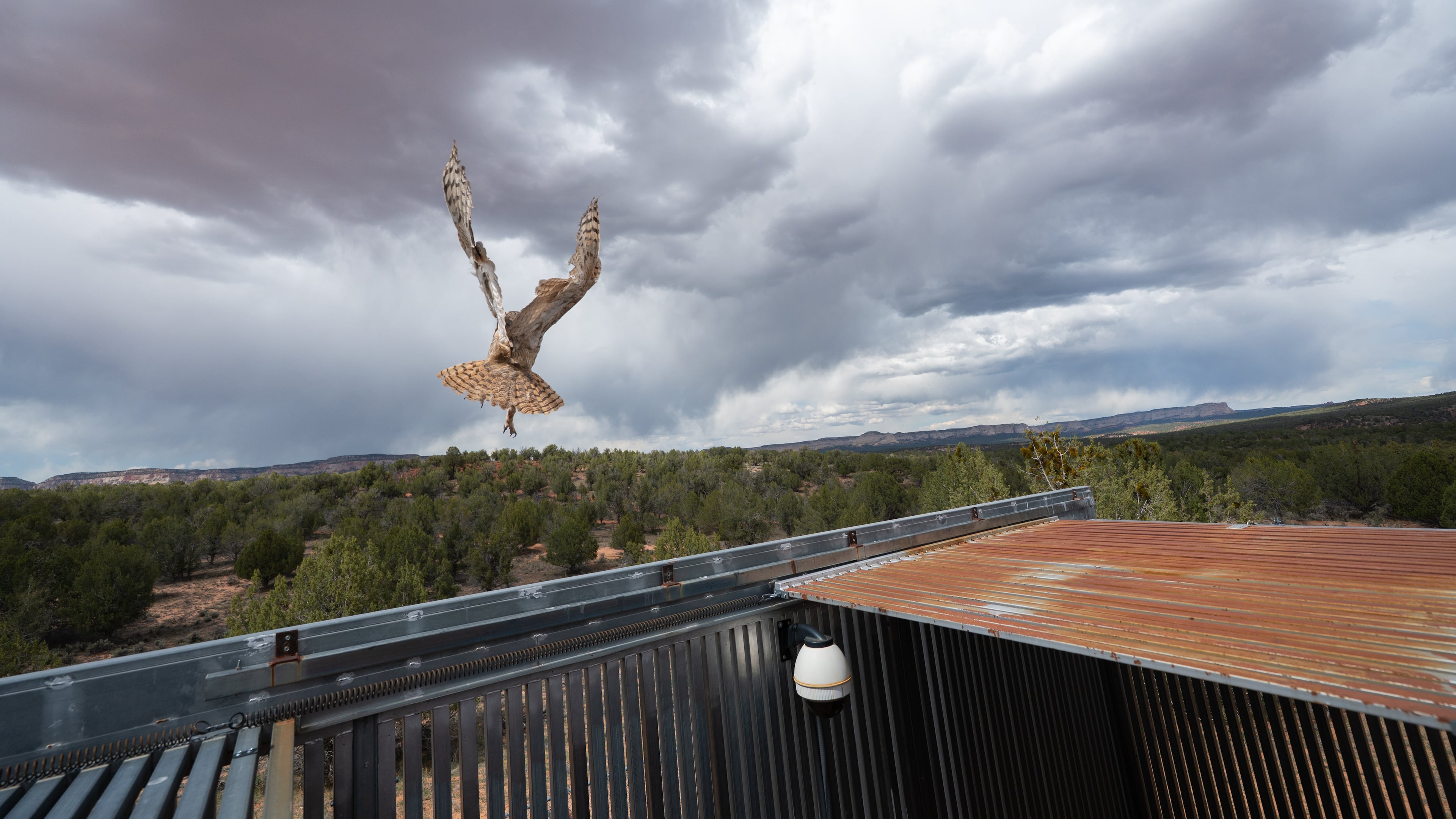 In this photo provided by the Best Friends Animal Society, a great horned owl flies to freedom after surgery at Best Friends Animal Sanctuary in Kanab, Utah, May 1, 2026. (Molly Wald/Best Friends Animal Society via AP)