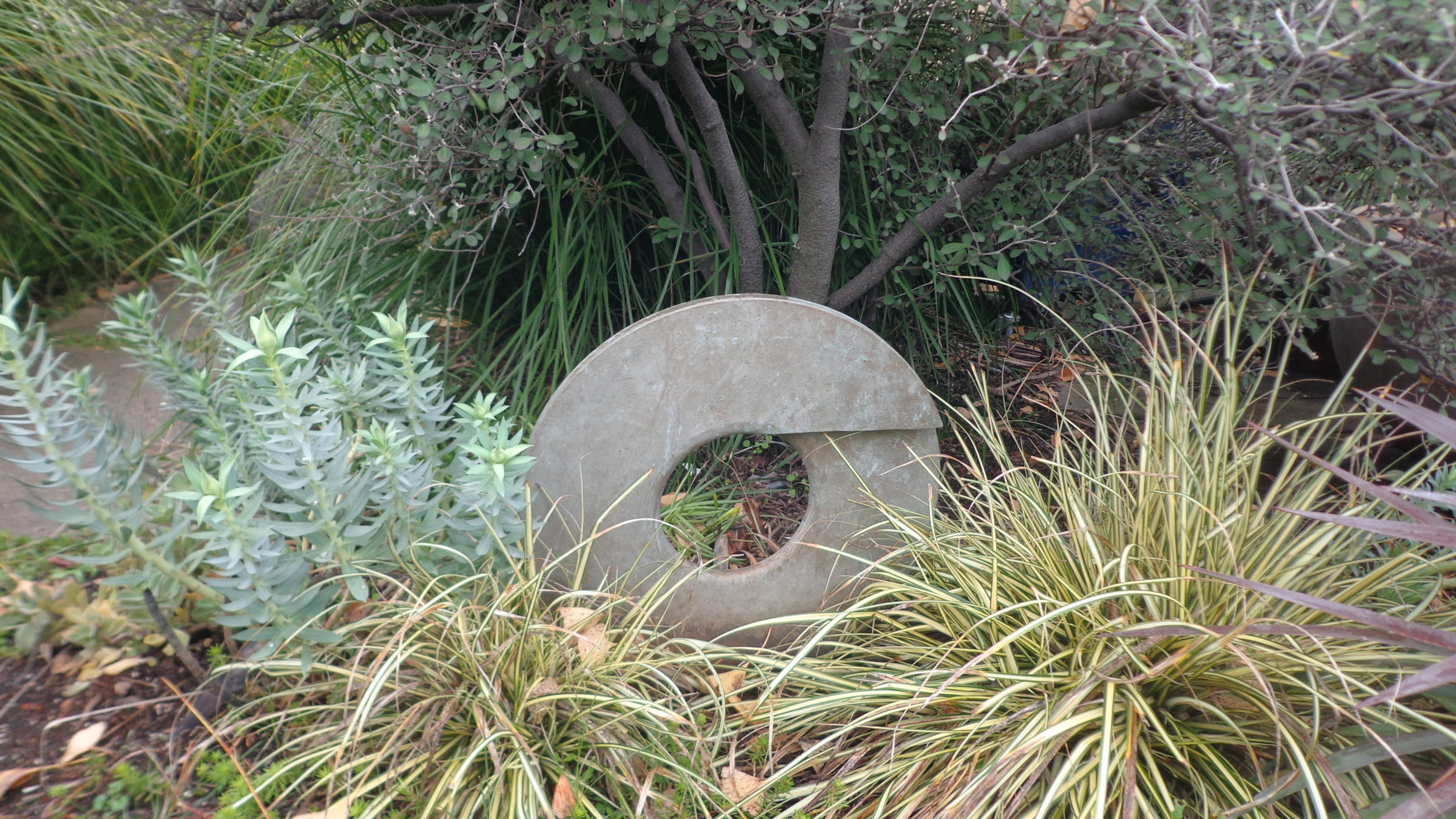 Asian modern disks stand out to carry the garden through winter doldrums. (Maureen Gilmer/TNS)