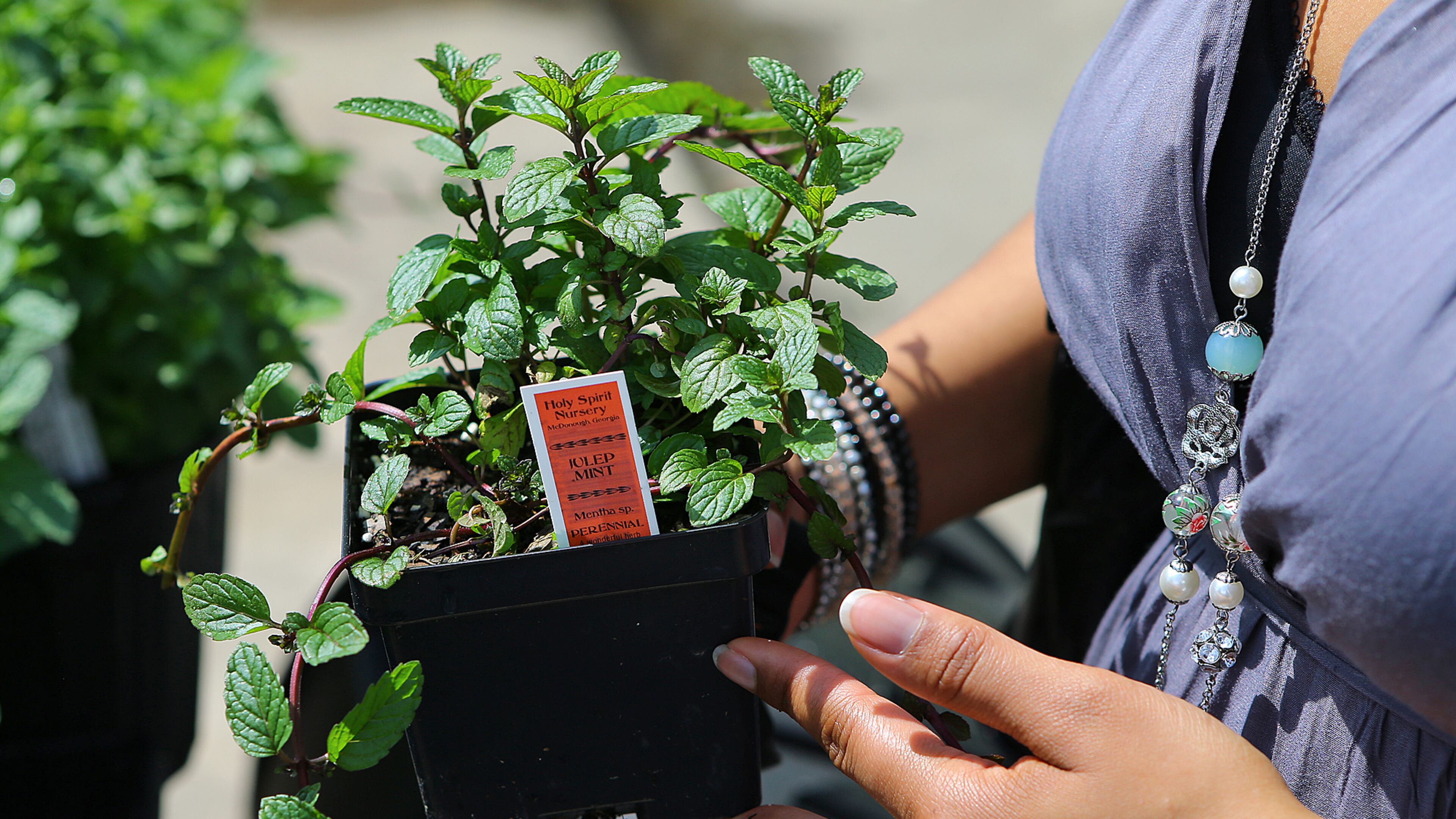 Brandy Huff, Vinings, picks out a julep mint for her balcony herb garden at the Farmer D Organics Garden Center store on Briarcliff Road on Thursday, April 3, 2014, in Atlanta. CURTIS COMPTON / CCOMPTON@AJC.COM