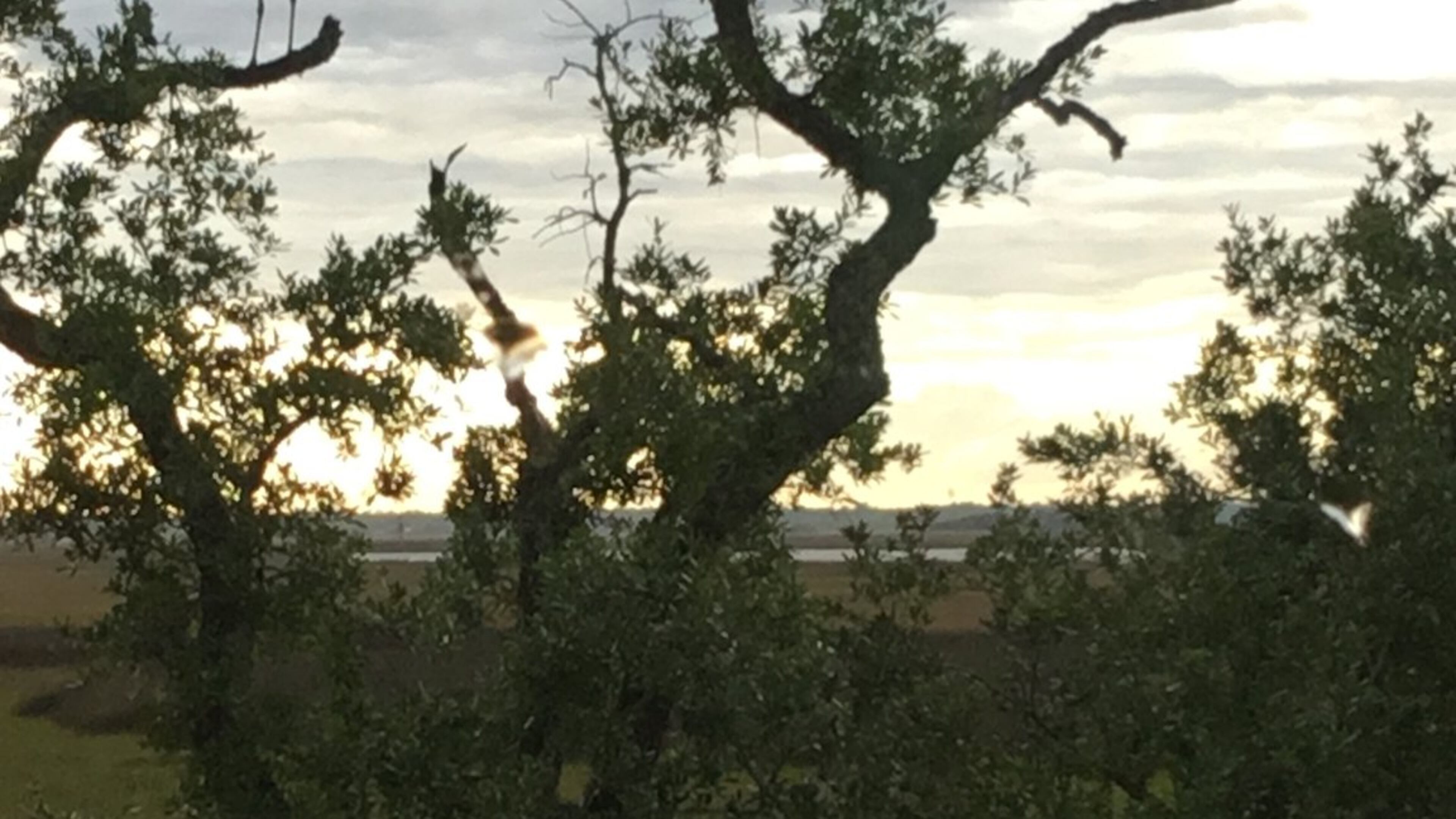 Fran Rogers shared this photo of wood storks in a tree on St. Simons Island.