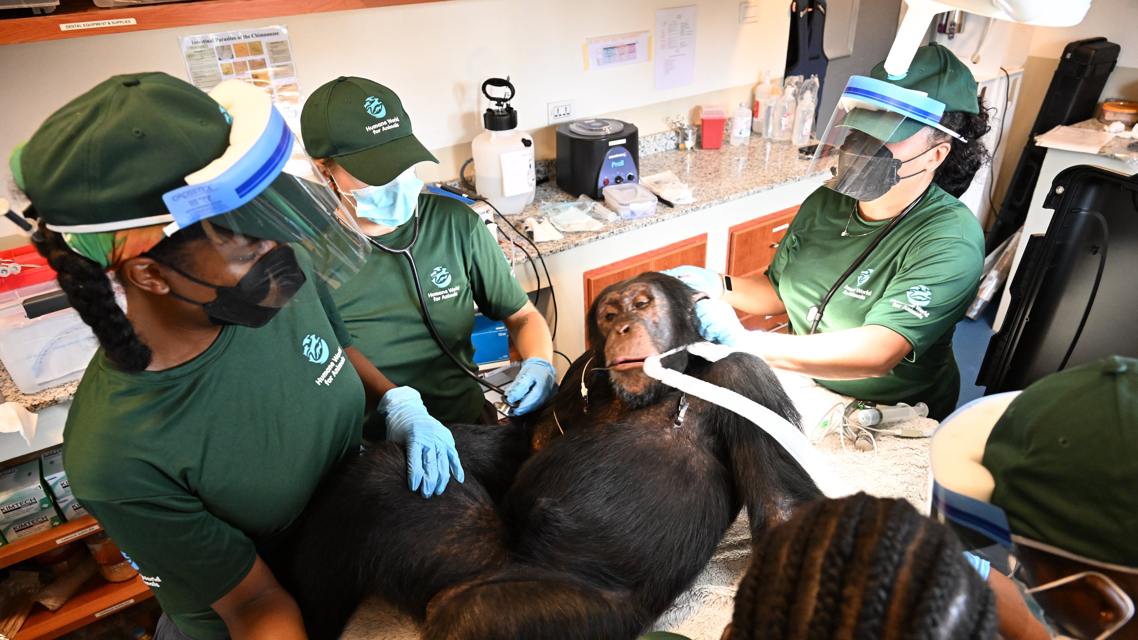 In this handout photo released by Humane World for Animals, a chimpanzee formerly used in research receives a comprehensive health check at a retirement sanctuary for chimpanzees, in Bapakwali, Liberia, on Aug. 25, 2026. (Humane World for Animals via AP)