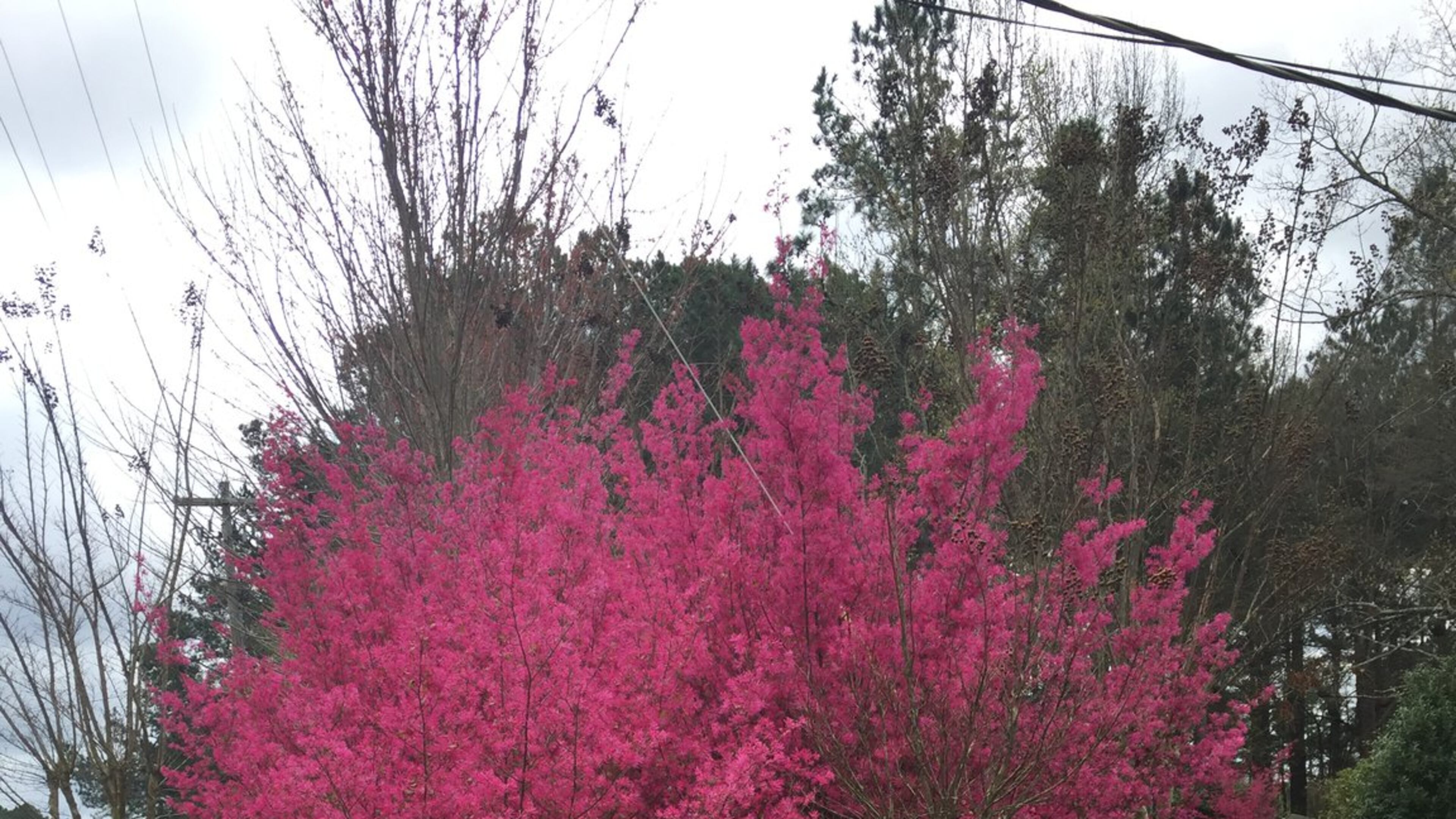 Loropetalum varieties vary greatly in size