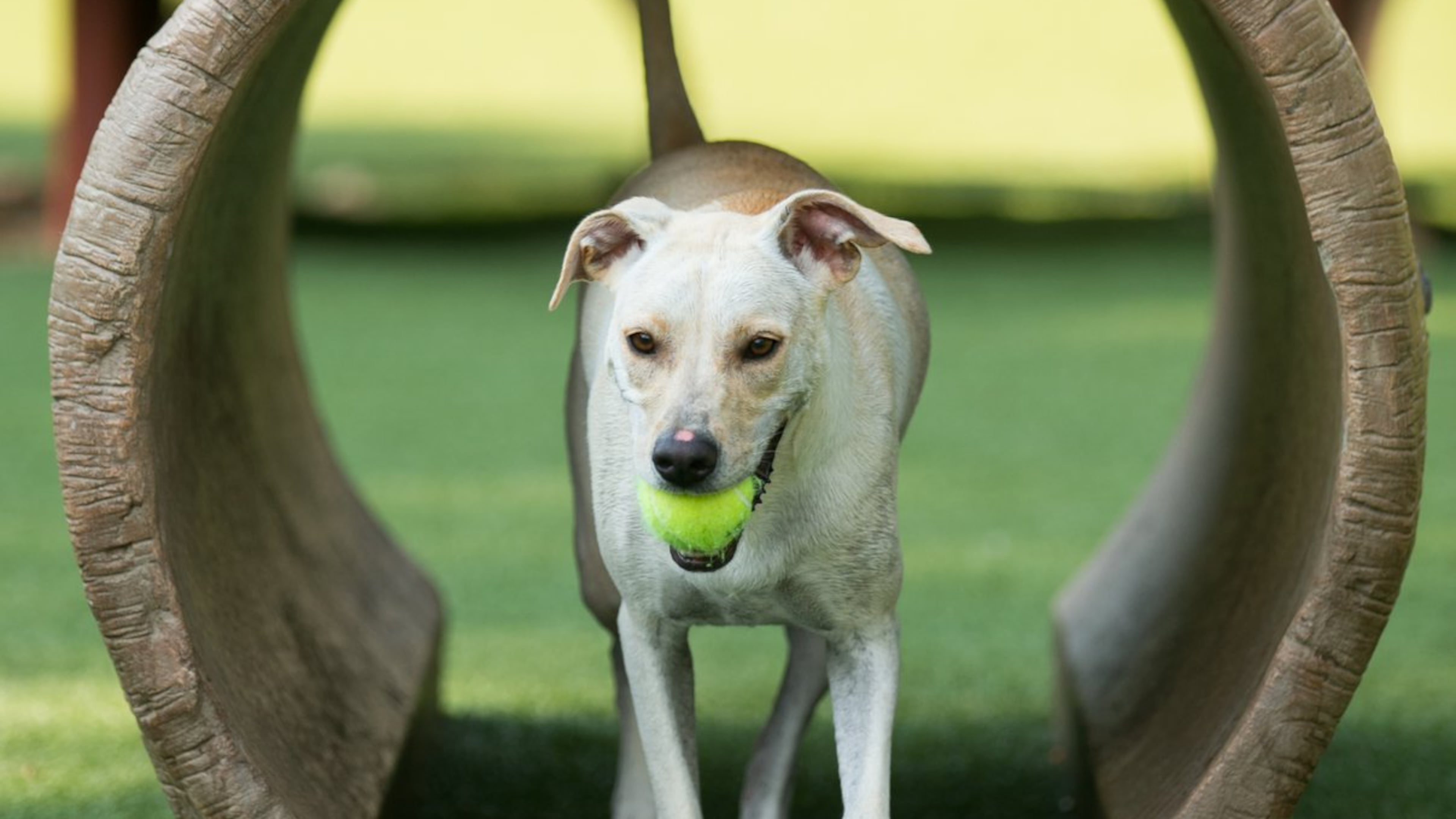 Shanti, a labrador pointer mix, runs through a tunnel as she plays with her owner, Kerry Kollmar, of Roswell, (not pictured) at Newtown Dream Dog Park Saturday, July 25, 2015, in Johns Creek, Ga. JASON GETZ