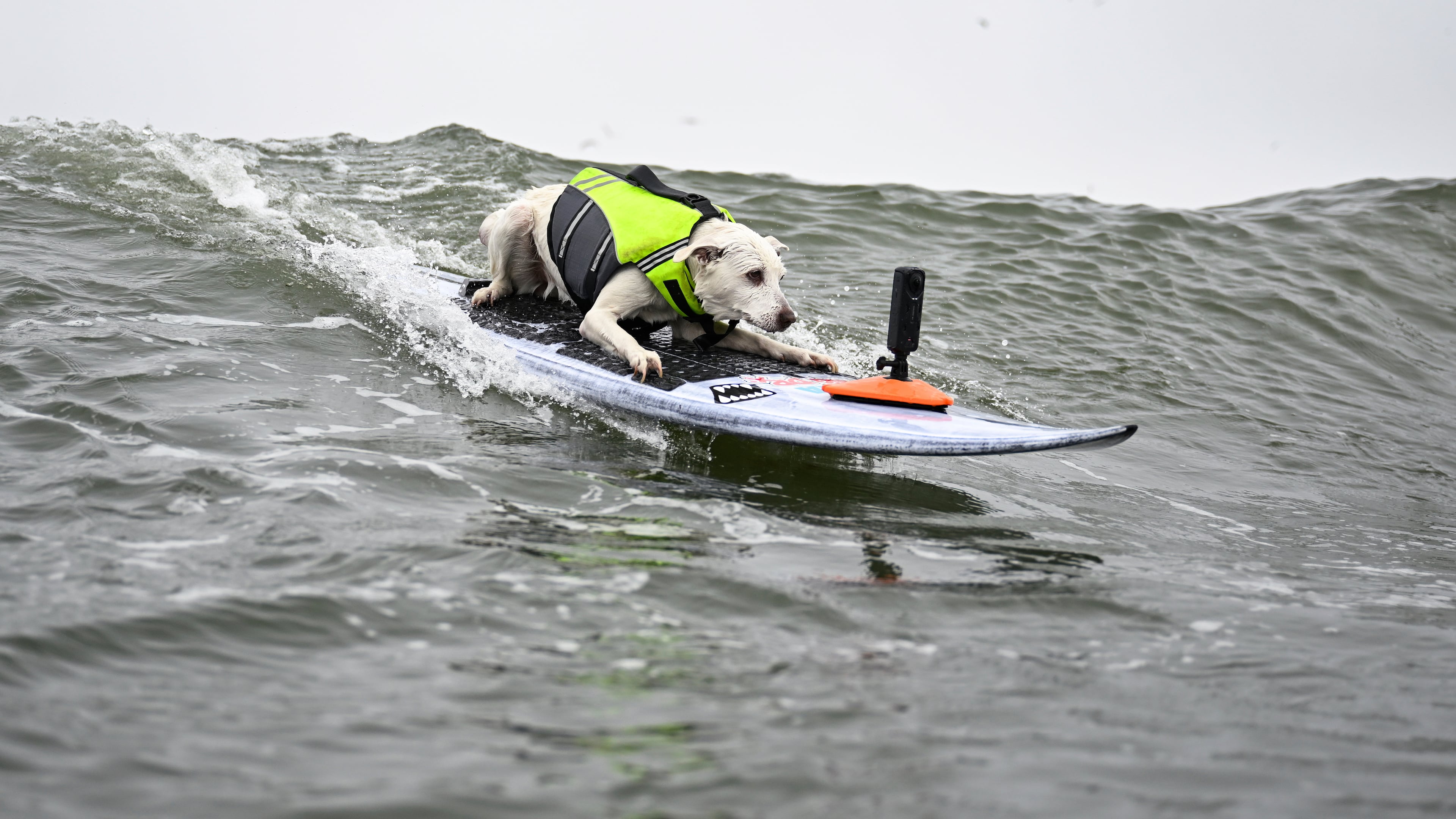 FILE - Sugar catches a wave in the first heat of medium dogs during the World Dog Surfing Championships, Aug. 3, 2024, in Pacifica, Calif. (AP Photo/Eakin Howard, File)