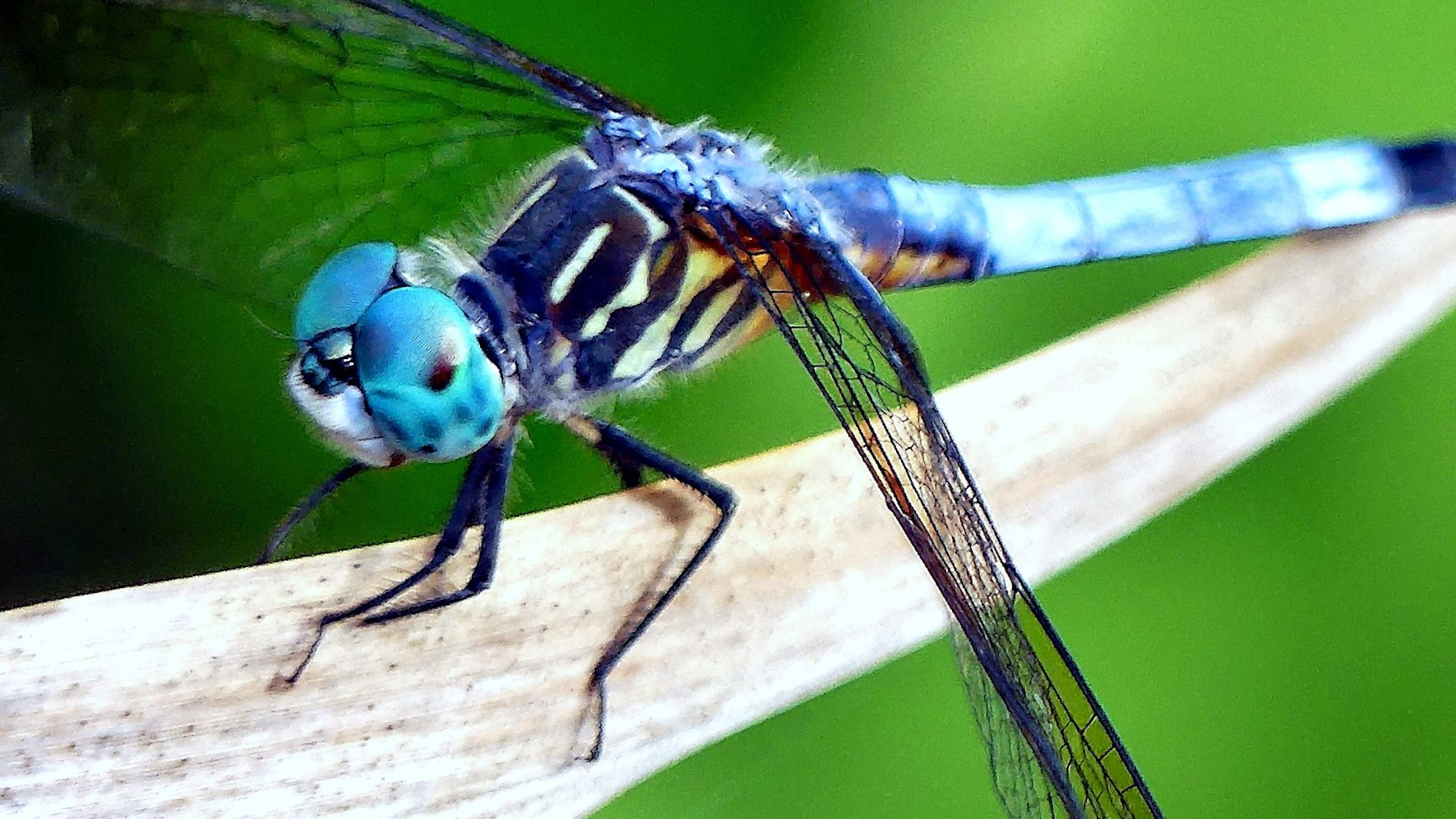 A dragonfly’s huge eyes, likes those of the blue dasher shown here, occupy nearly all of its head — one of the differences between dragonflies and damselflies, which have smaller eyes with a gap between them. CHARLES SEABROOK