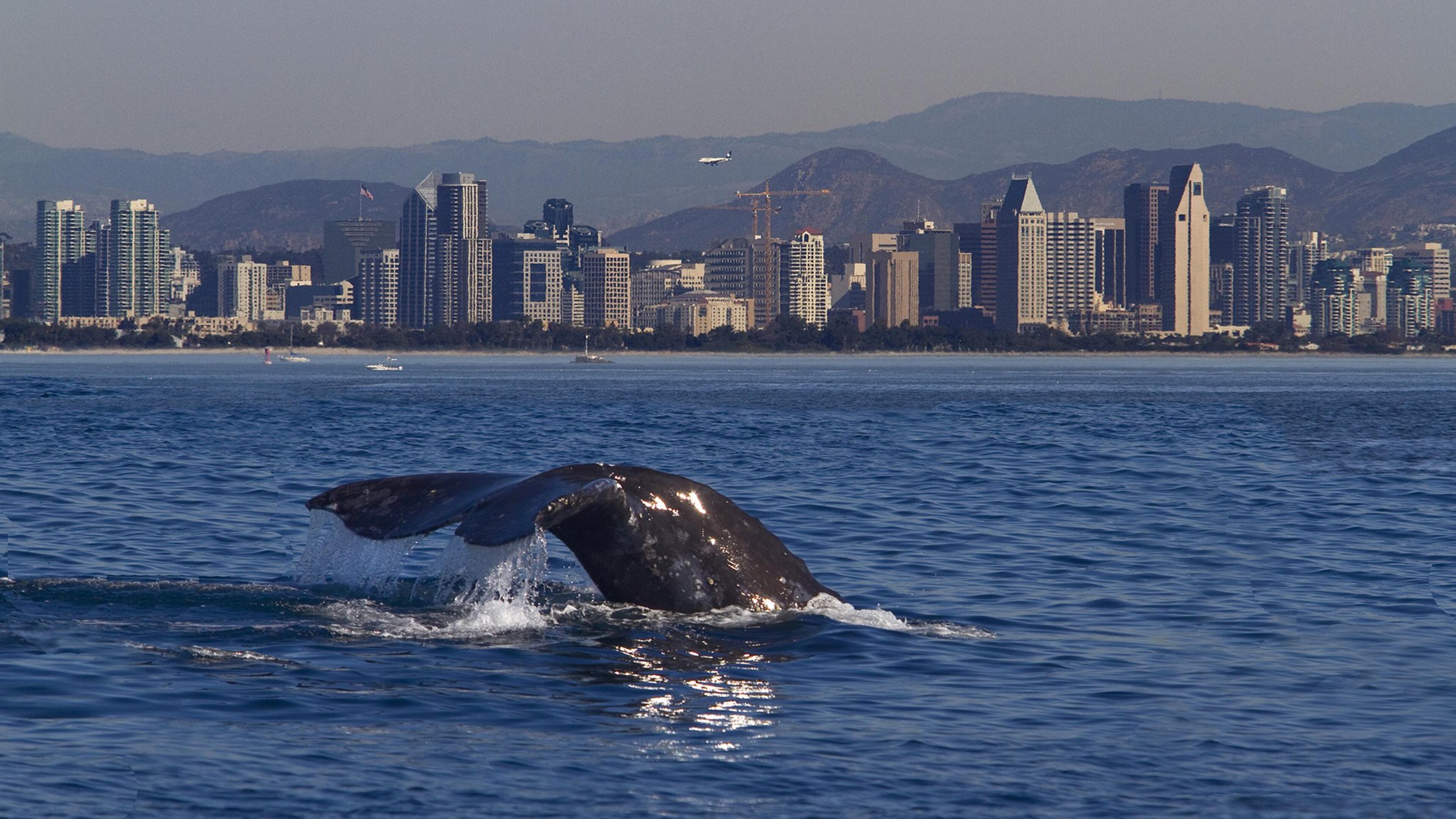 The mighty gray whale is no stranger to the San Diego skyline. CONTRIBUTED BY BOB GRIESER