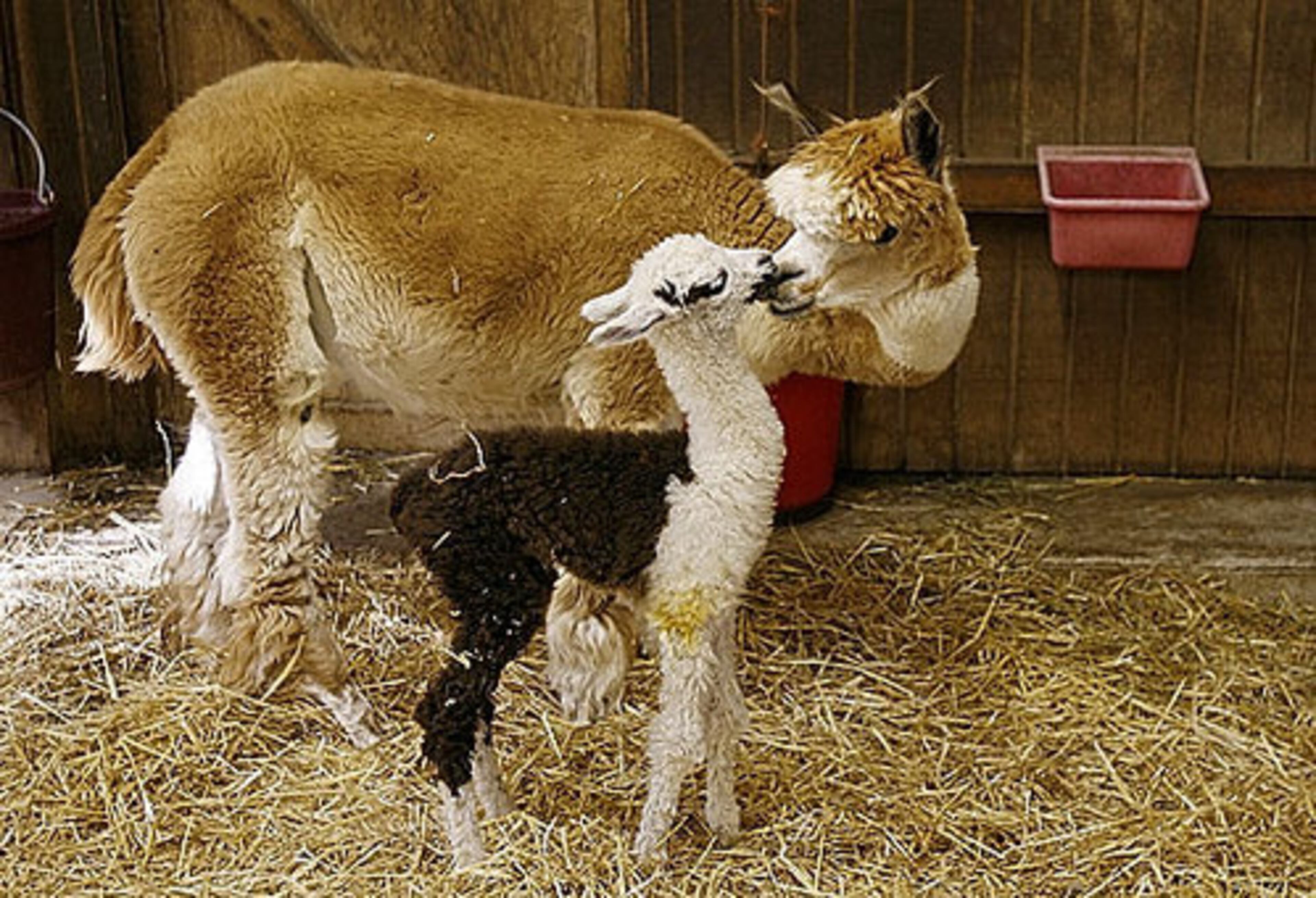 An alpaca shares a tender moment with her one-day-old baby. Alpacas produce one of the world's finest and luxurious natural fibers.
