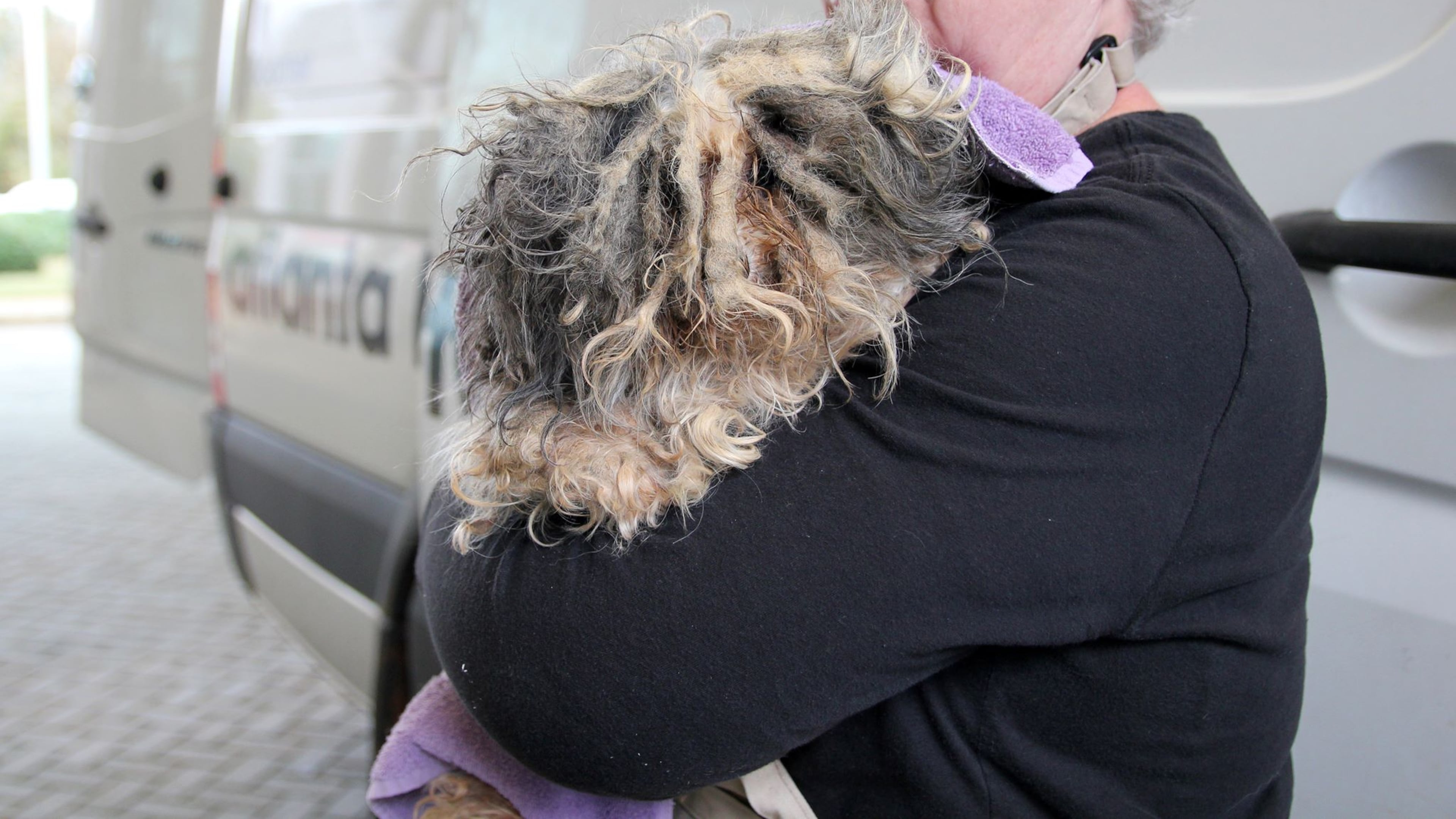 An Atlanta Humane Society volunteer carries a matted dog into the Mansell Road campus Friday. The dog started its life at a puppy mill in southwest Georgia and was rescued once authorities uncovered what they called deplorable conditions there.