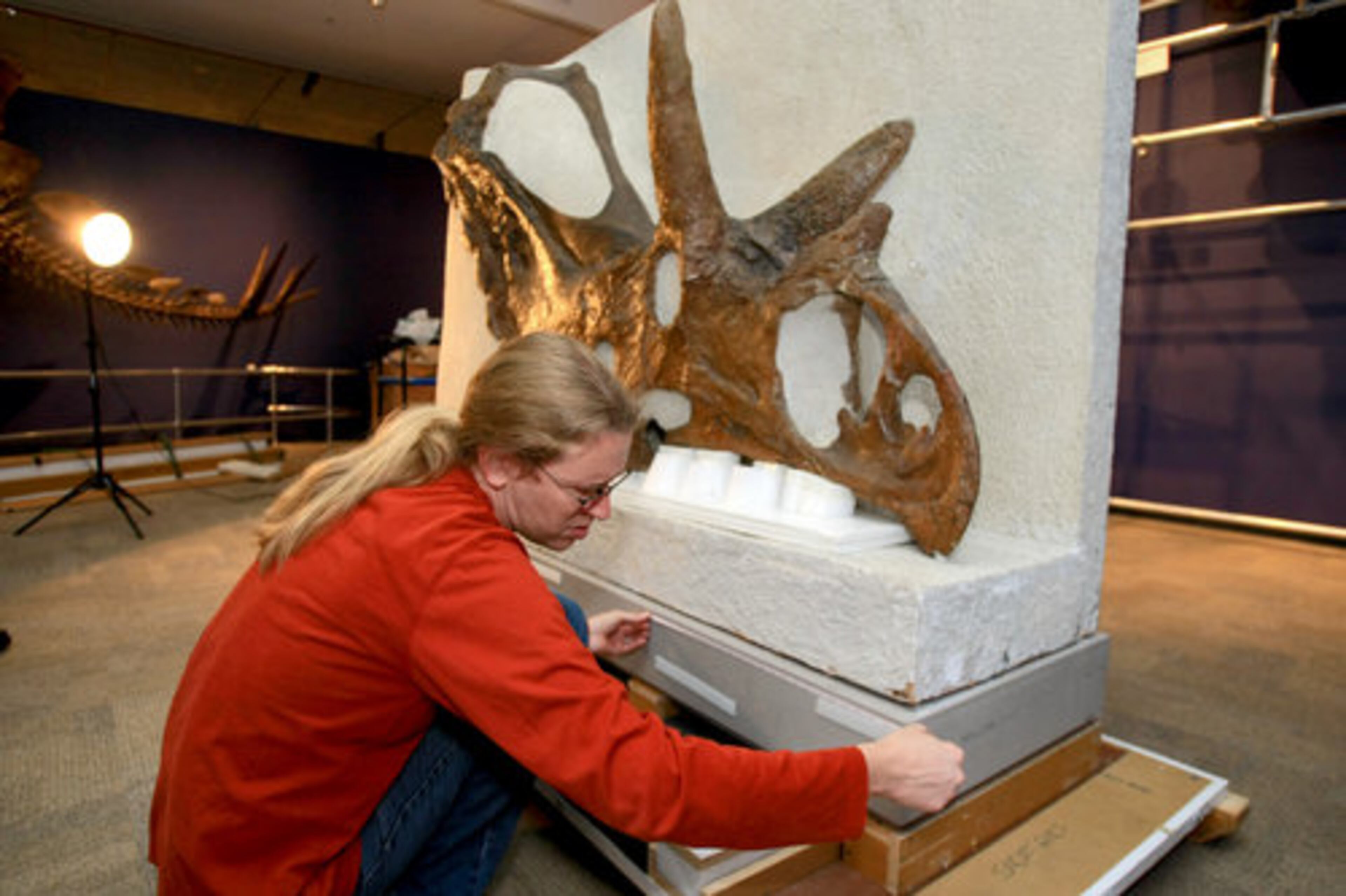 Matt Smith unpacks the skull of a Pentaceratop Sternbegii.