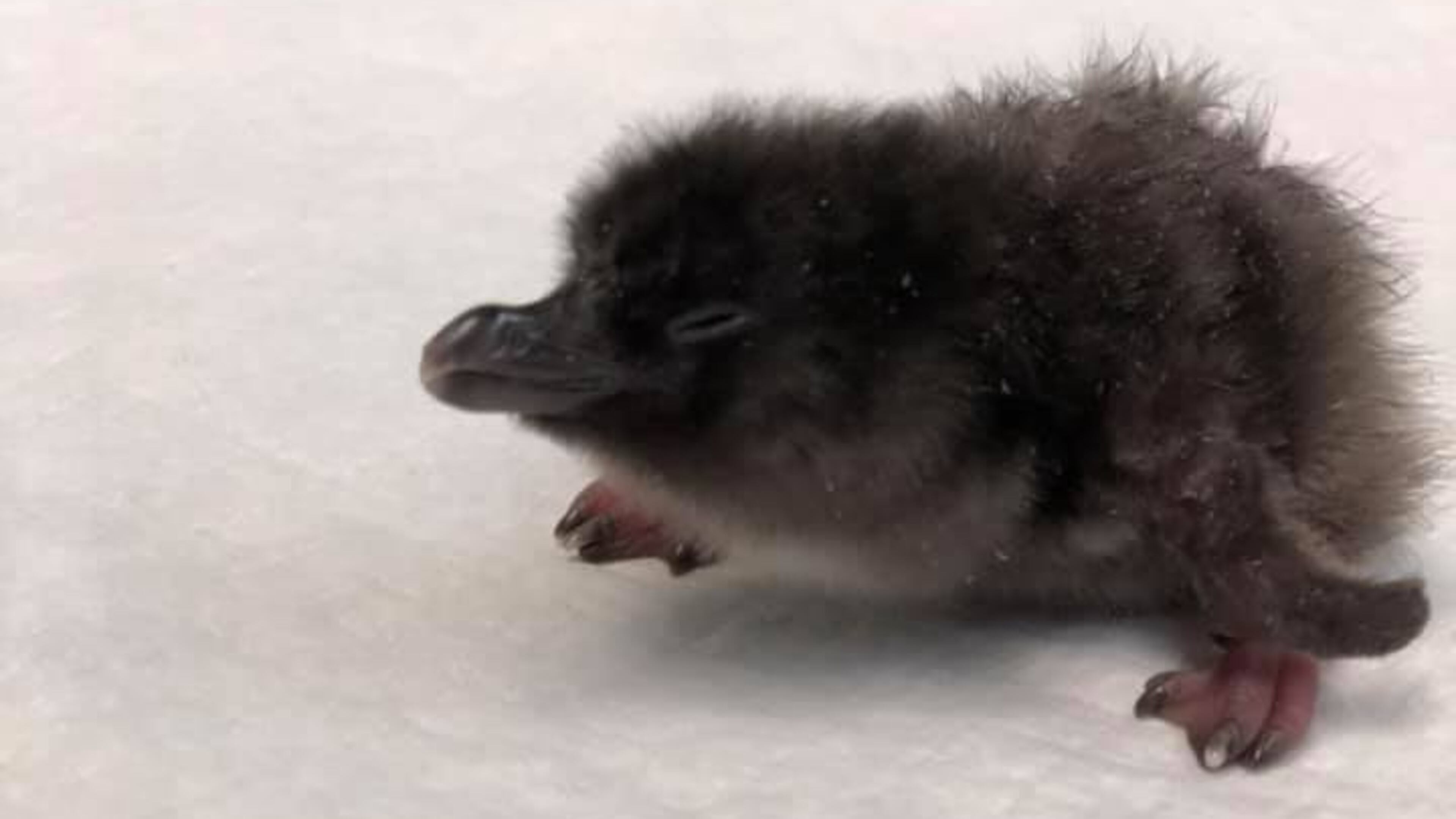 A baby penguin was recently born at the Cincinnati Zoo. (Photo: Cincinnati Zoo & Botanical Garden)