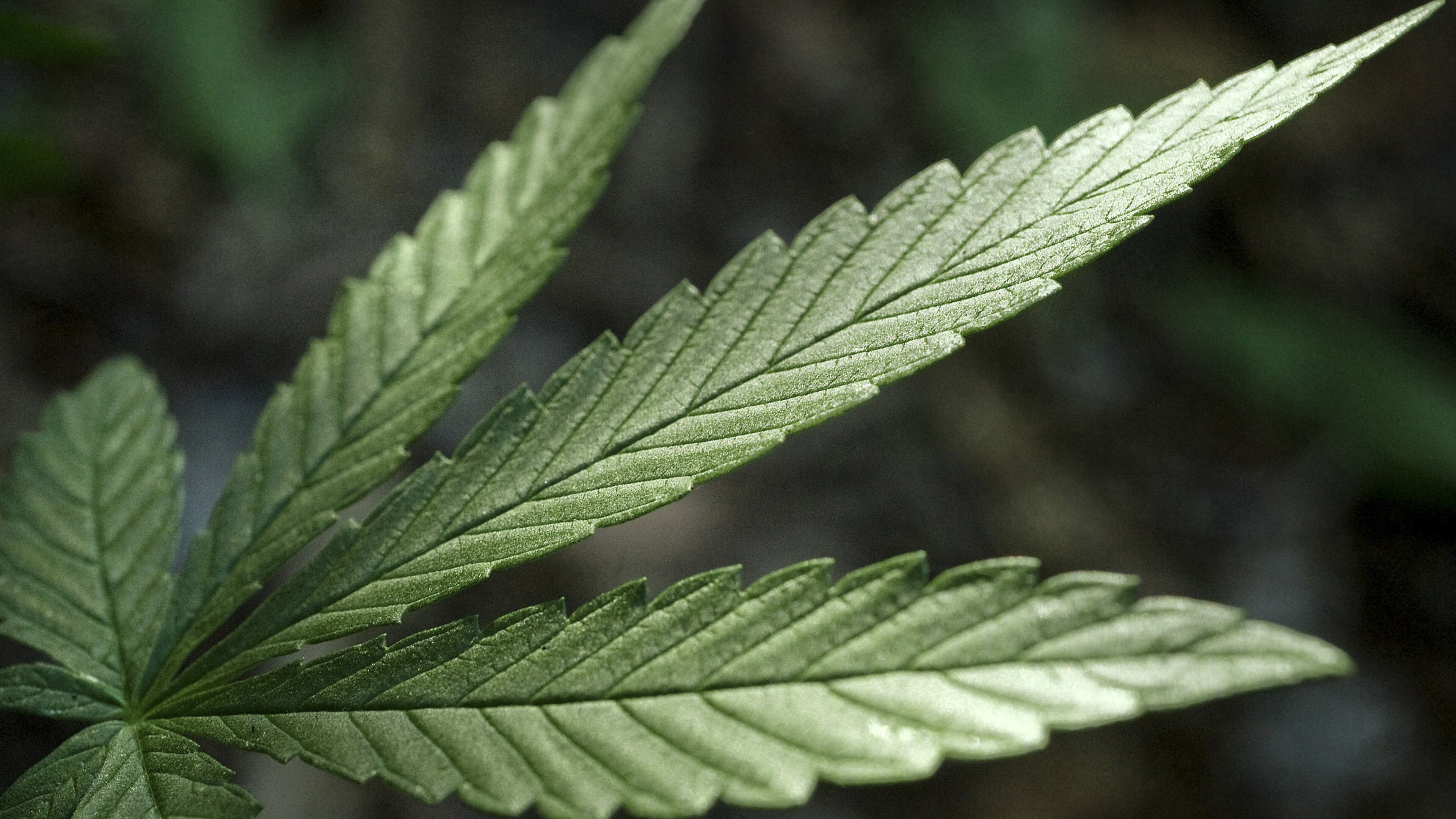 When travelling, experts say it’s safest not to cross state lines with marijuana if you want to stay on the right side of the law. (Randall Benton/Sacramento Bee/TNS)