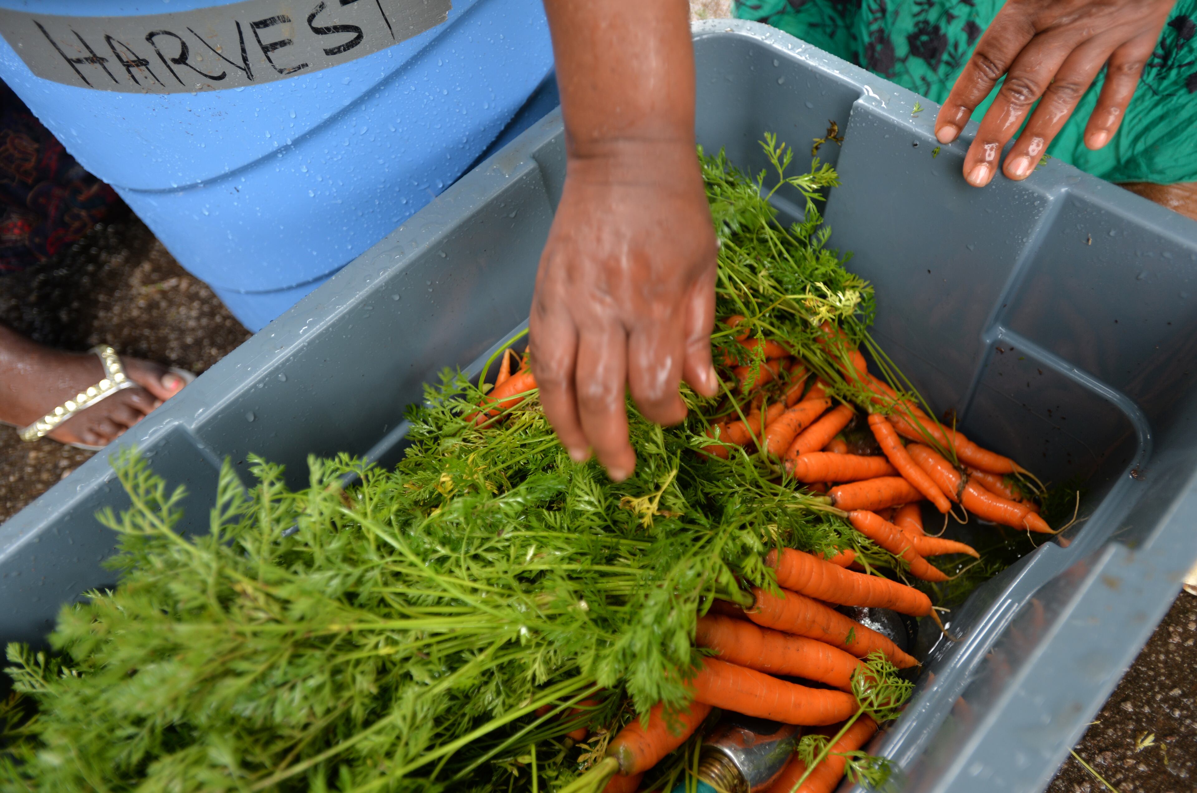 Halieth Hatungimana, who is originally from Burundi, cleans fresh carrots at Burundi Women's Farm in Decatur on Saturday, June 14, 2014. HYOSUB SHIN / HSHIN@AJC.COM