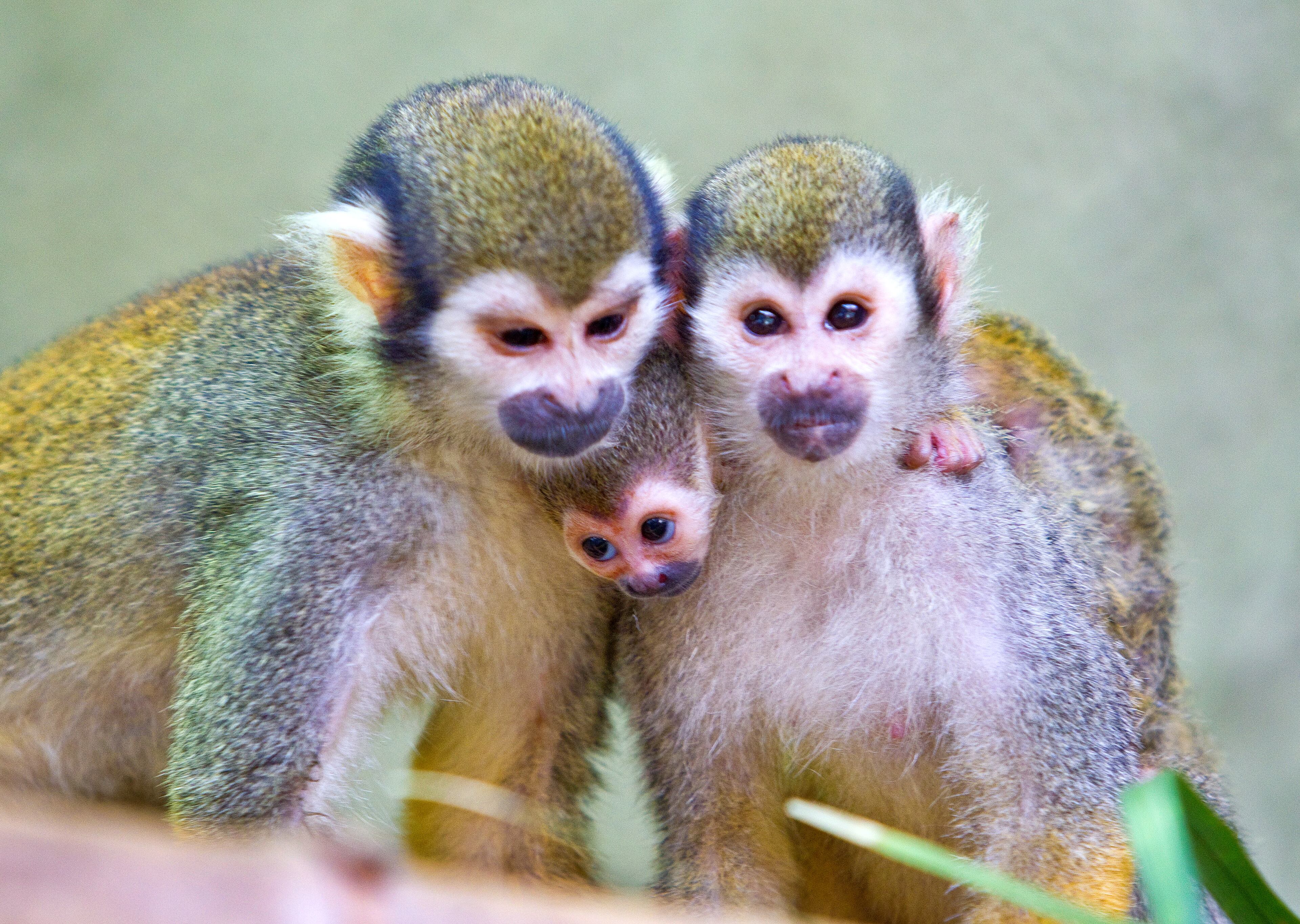 Since the new squirrel monkey was born in June, the animals' keepers are not sure if the babies are male or female.