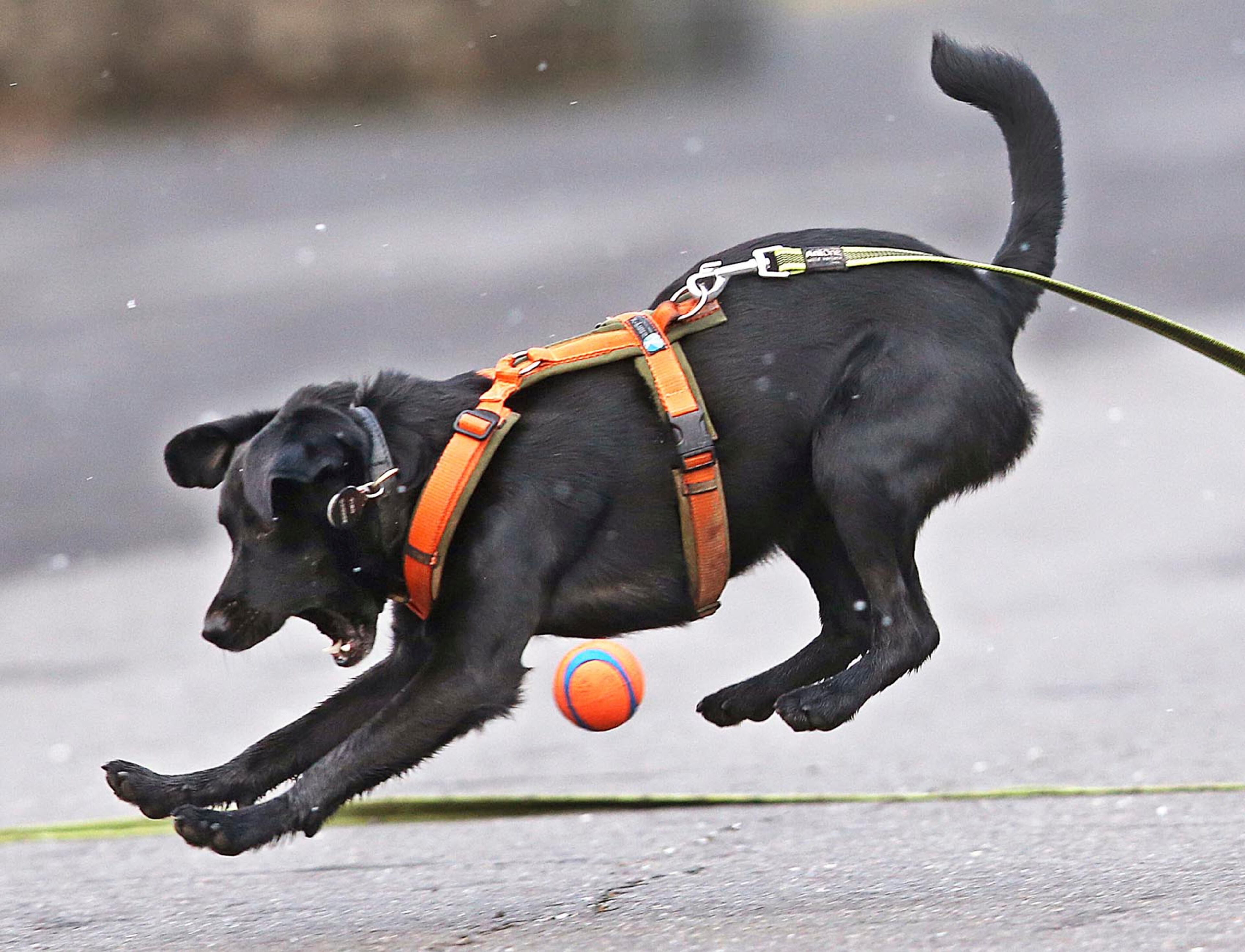 Mixed-breed dog Tino, a former street dog from Slovakia whose owner got him from a Frankfurt dog pound, jumps for a ball in Frankfurt, Germany, Wednesday, April 19, 2017. (AP Photo/Michael Probst)