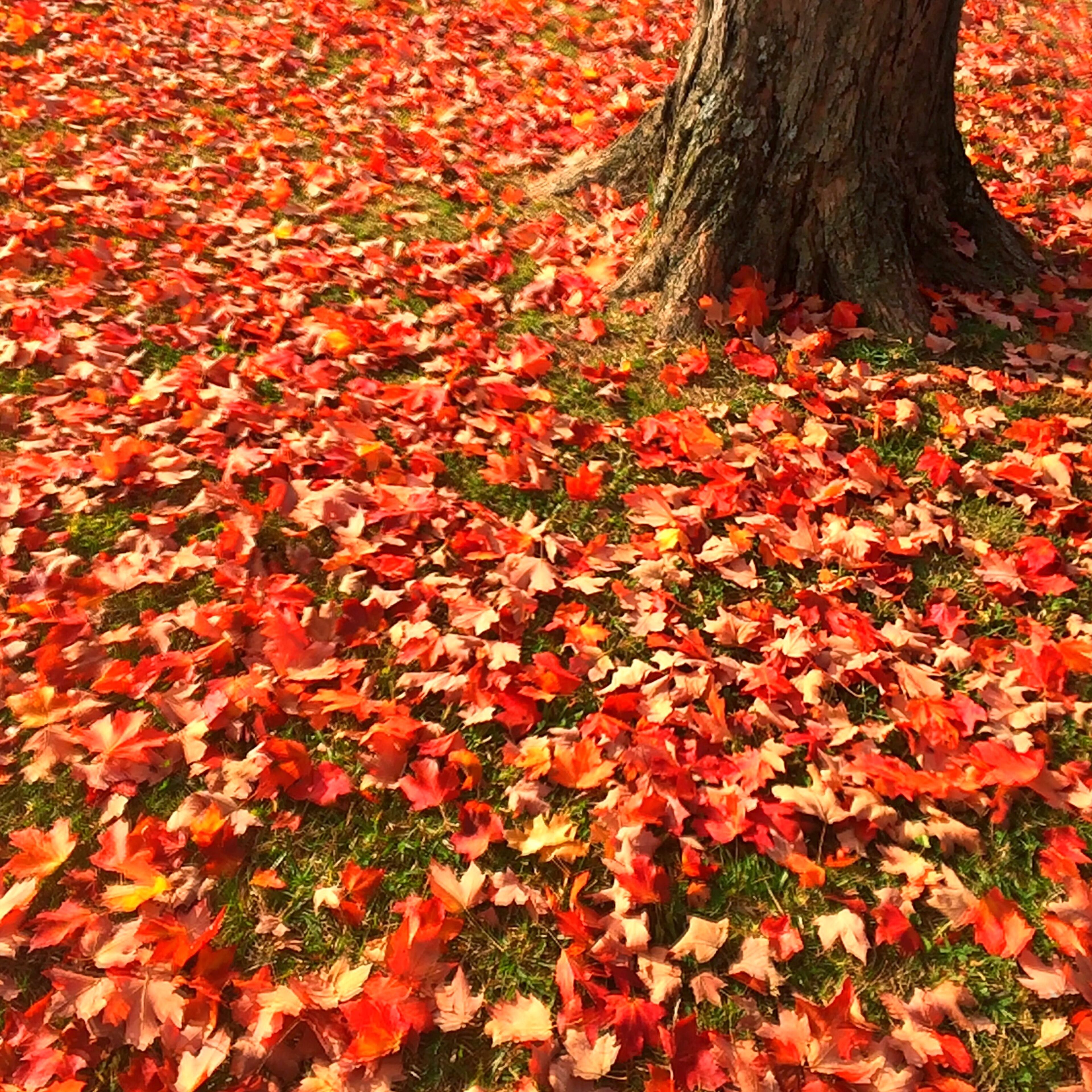 Fall leaves carpet the grass under a tree in Atlanta's West End. Ben Gray / @photobgray