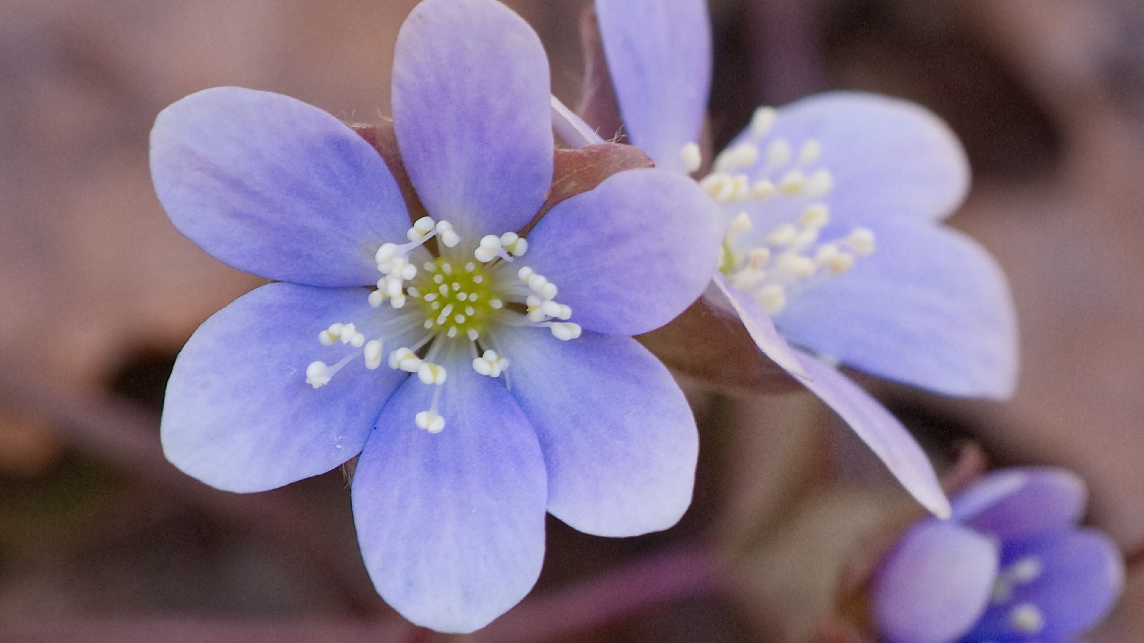 Hepatica is one of Georgia’s earliest blooming wildflowers, putting forth its blue flowers in January. CONTRIBUTED BY DON HUNTER
