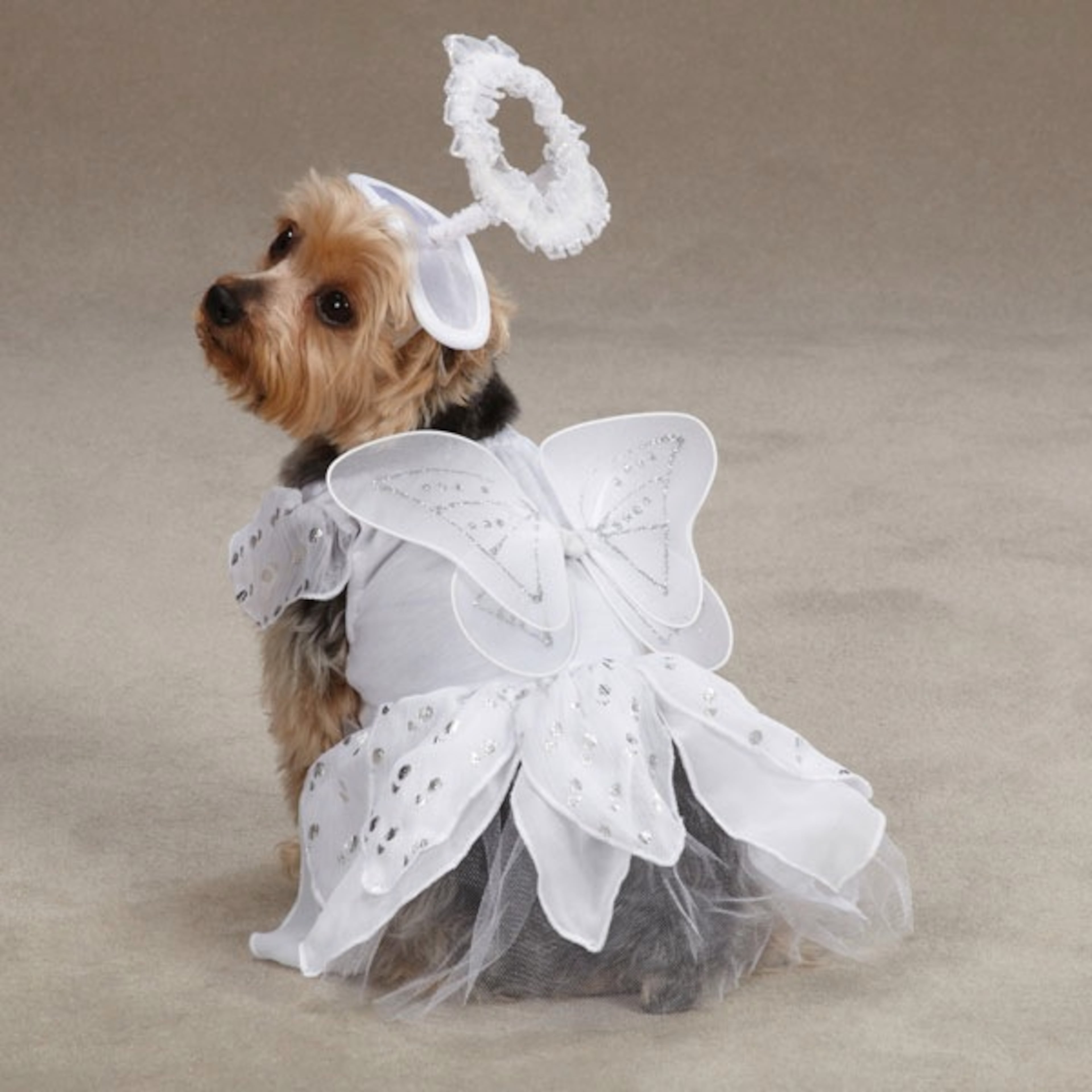 Our Casual Canine® Angel Paws Costume has a style that is truly heaven-sent. It features silver metallic accents and shimmering wings. $9.99 at petedge.com