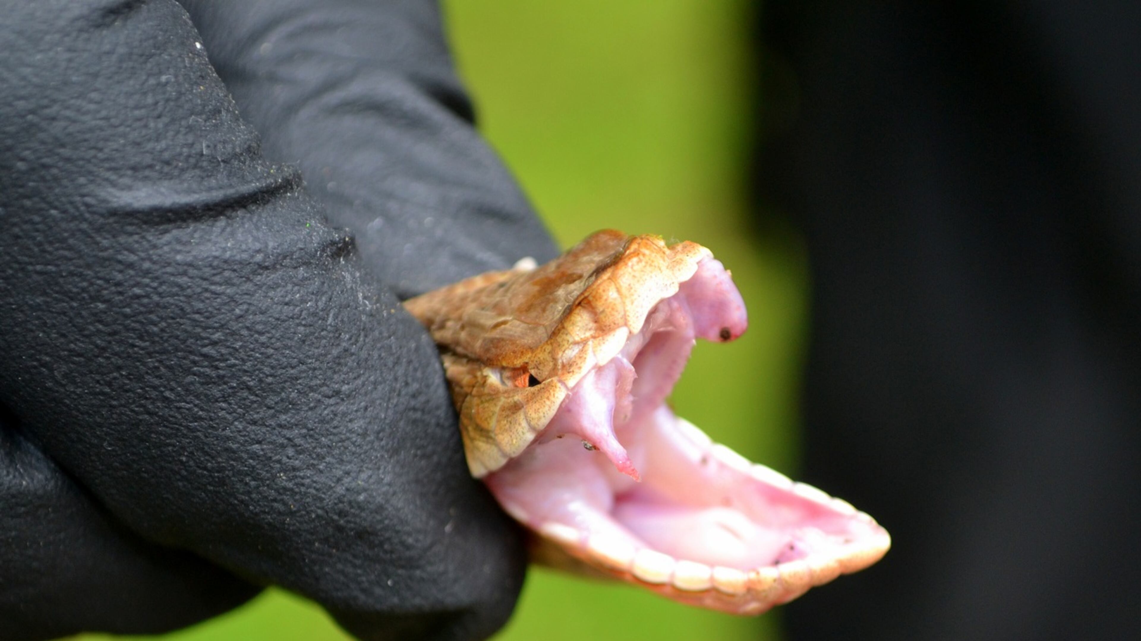 An Acworth man was bitten by a copperhead while landscaping on Friday, according to the Cherokee County Fire Department.