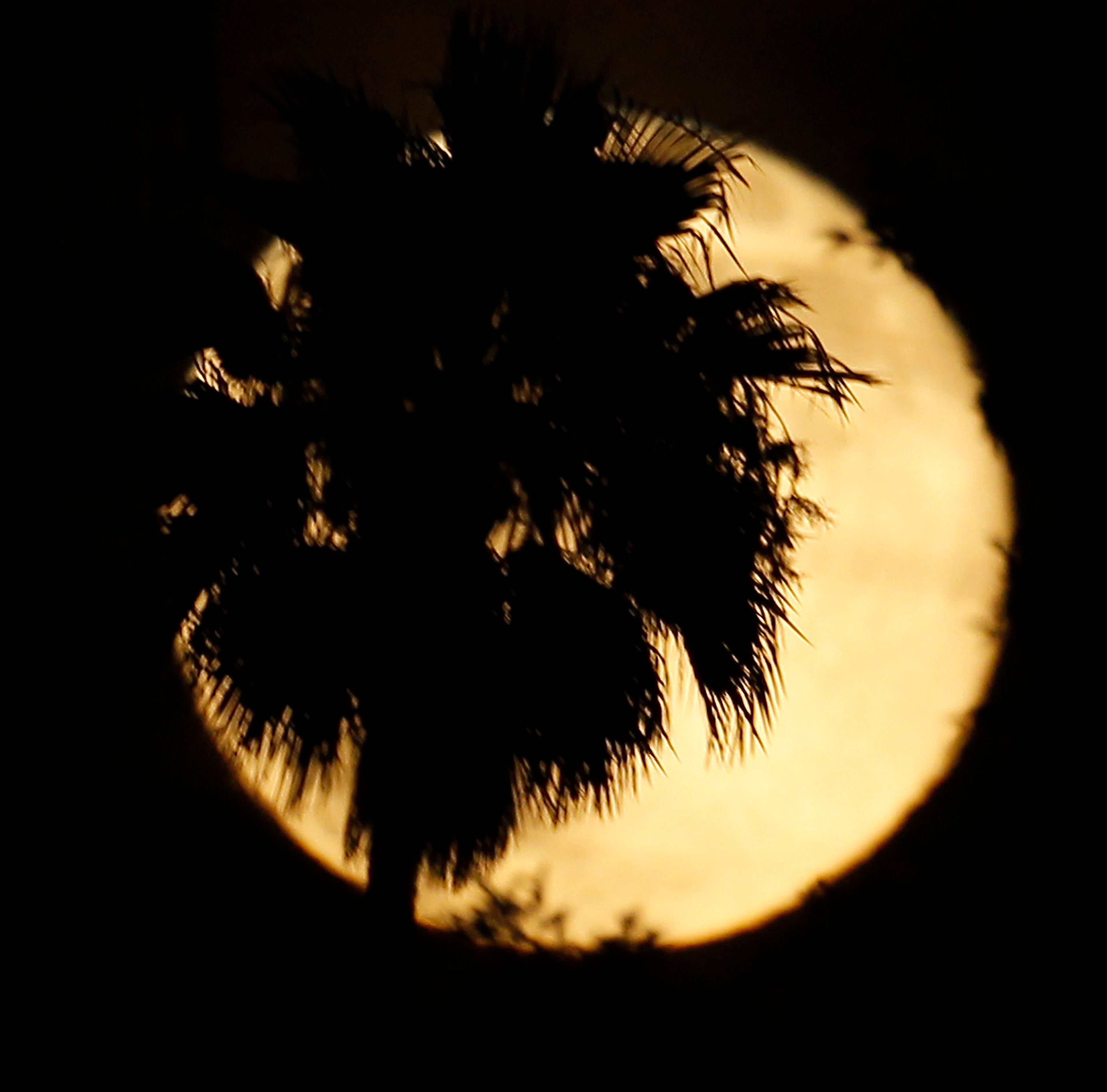 A palm tree is silhouetted against a supermoon in Whittier, Calif., Saturday, July 12, 2014. (AP Photo/Nick Ut)