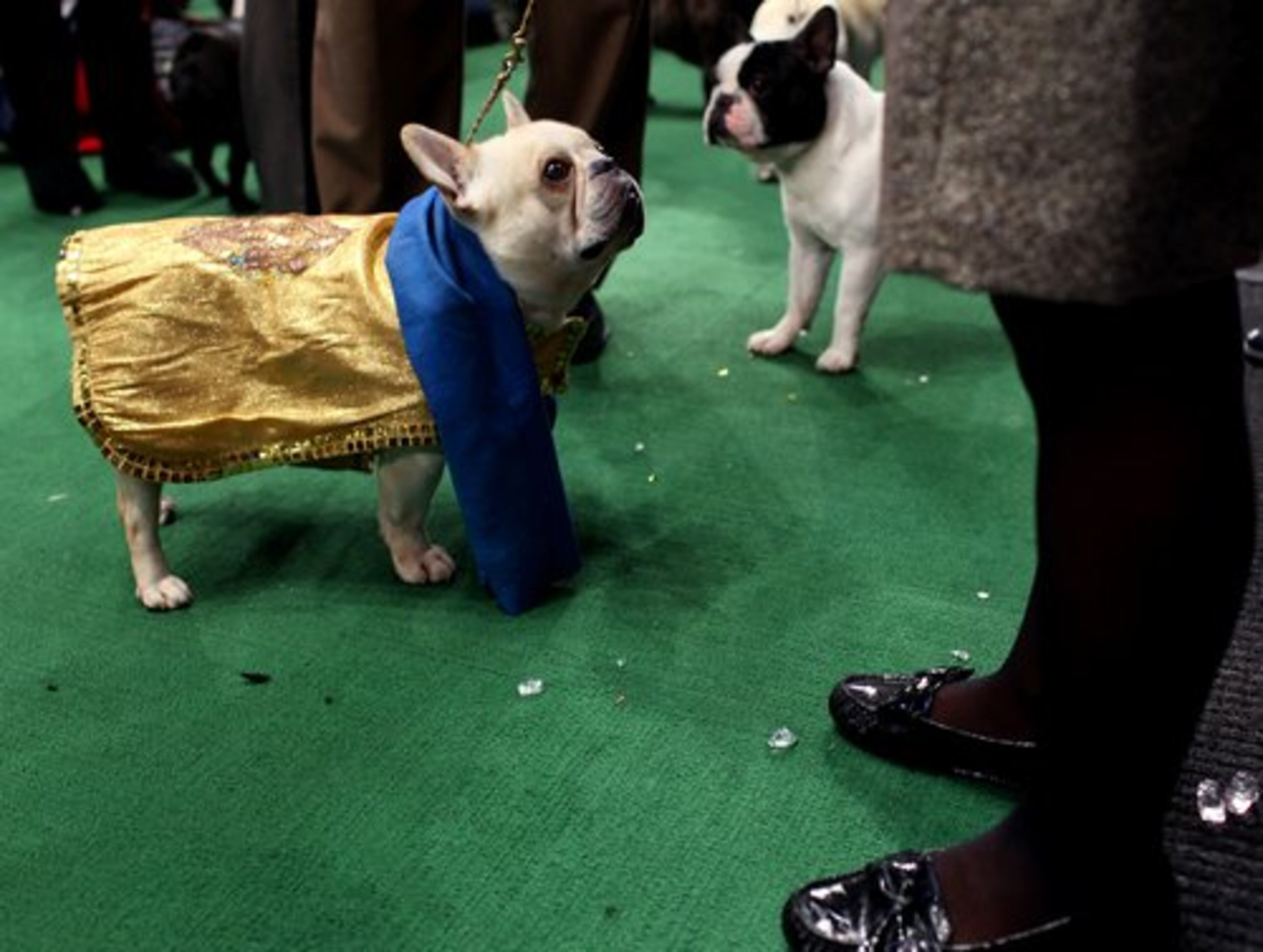 Champy, a French bulldog, looks up to handler Heather Bremmer of Blandon, Pa. as they get ready to enter the ring.