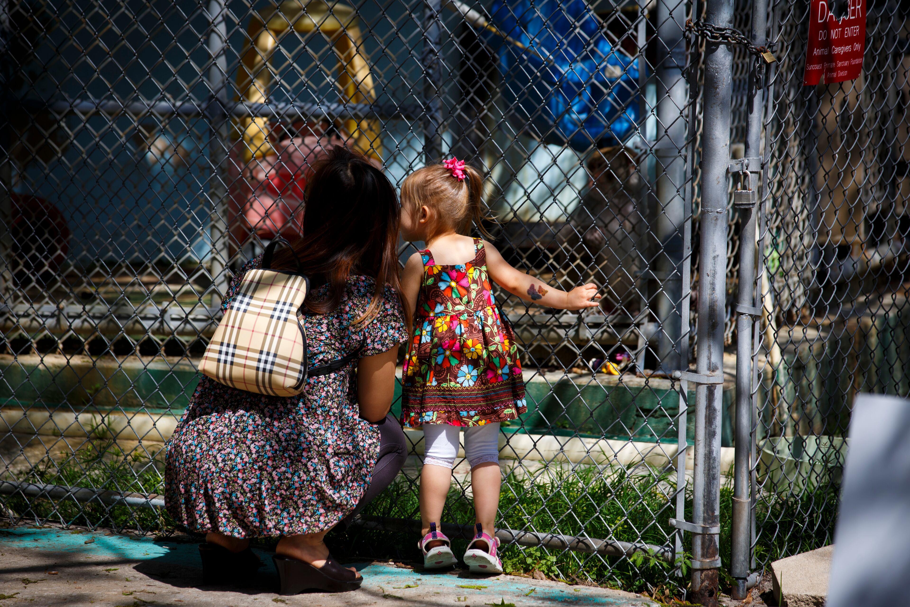 Guests peer into the cage of one of Suncoast Primate Sanctuary's rescued animals on May 10, 2014 in Palm Harbor, Florida. The Suncoast Primate Sanctuary Foundation is non-profit organization that is home to over 70 animals including orangutans, chimpanzees, monkeys, tropical birds and reptiles. Most of the animals that make their home at the sanctuary are their after no longer being able to be cared for as a family pet or retiring from the laboratory and film businesses. The sanctuary is open to the public Thursday through Sunday. VISIT FLORIDA/Scott Audette