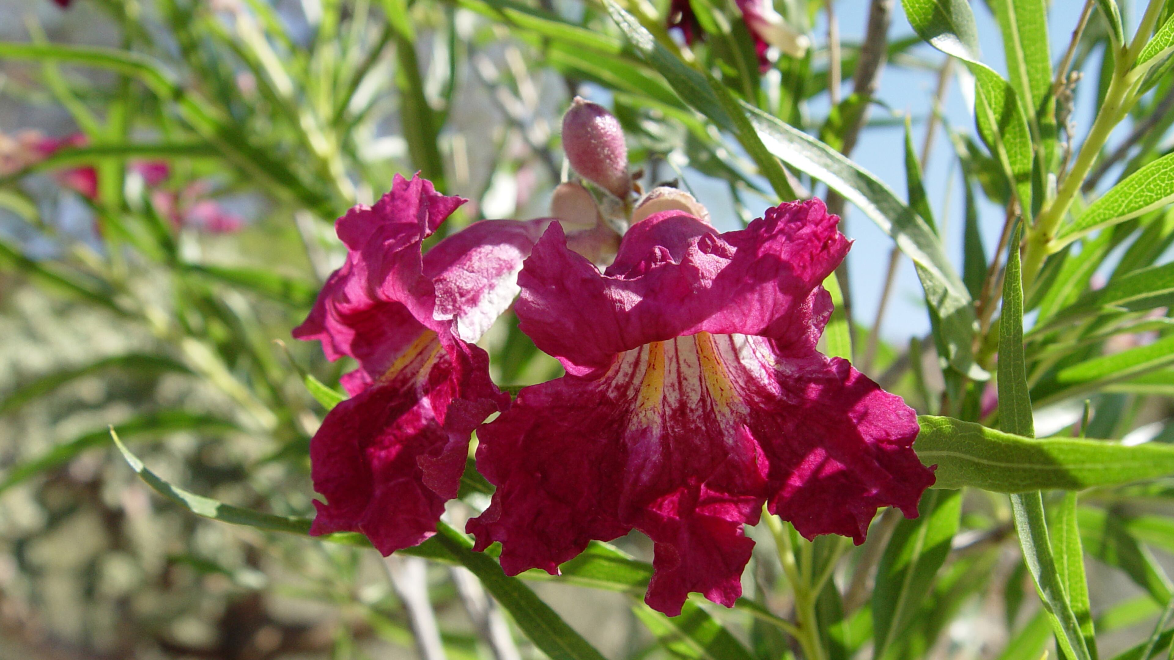 Hybrids of Chilopsis linearifolius, the desert willow, bear stunning large blooms all season long. (Maureen Gilmer/TNS)