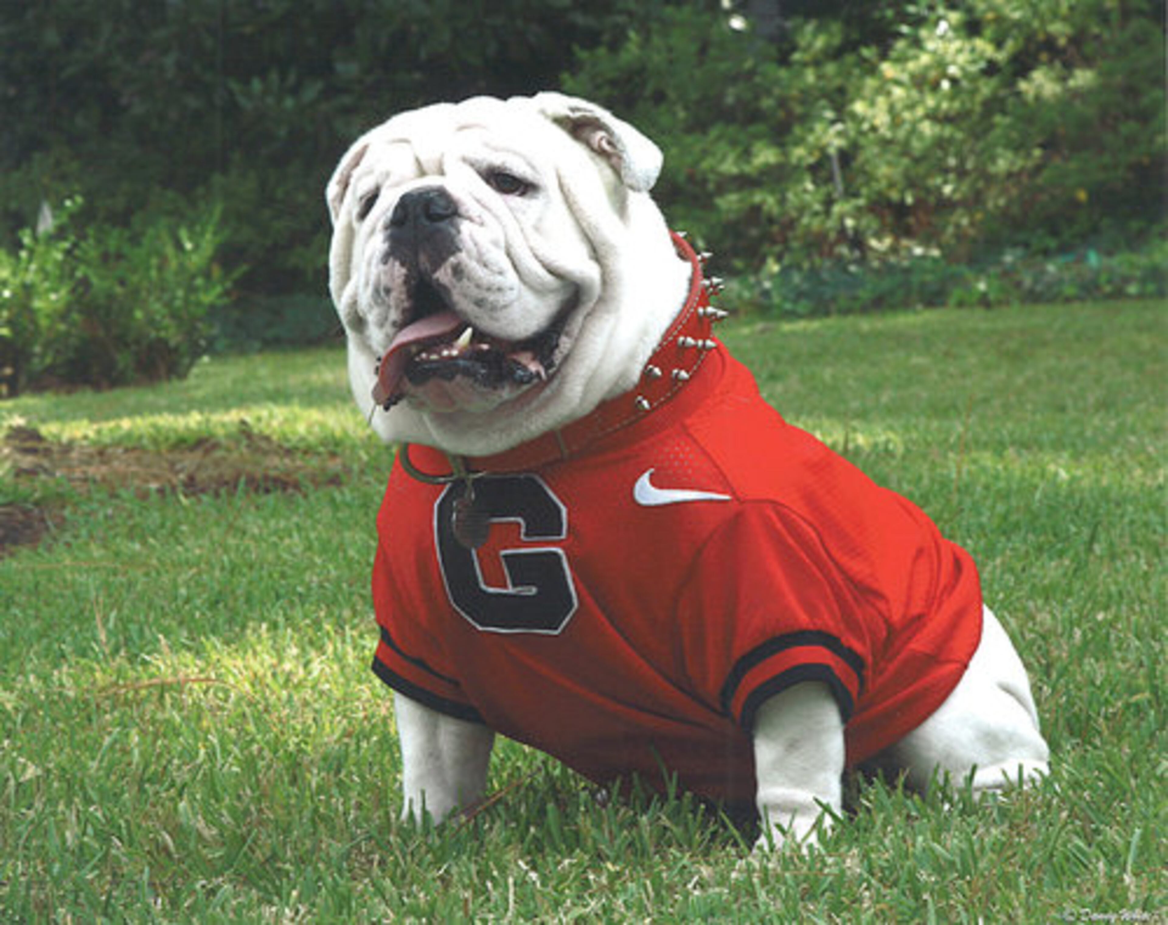 Break out the dog bones and squeaky toys. On Saturday UGA VII (above) will be officially crowned and join a line of famous flat-faced but pugnacious stars. Here's a look at other famous English Bulldogs.