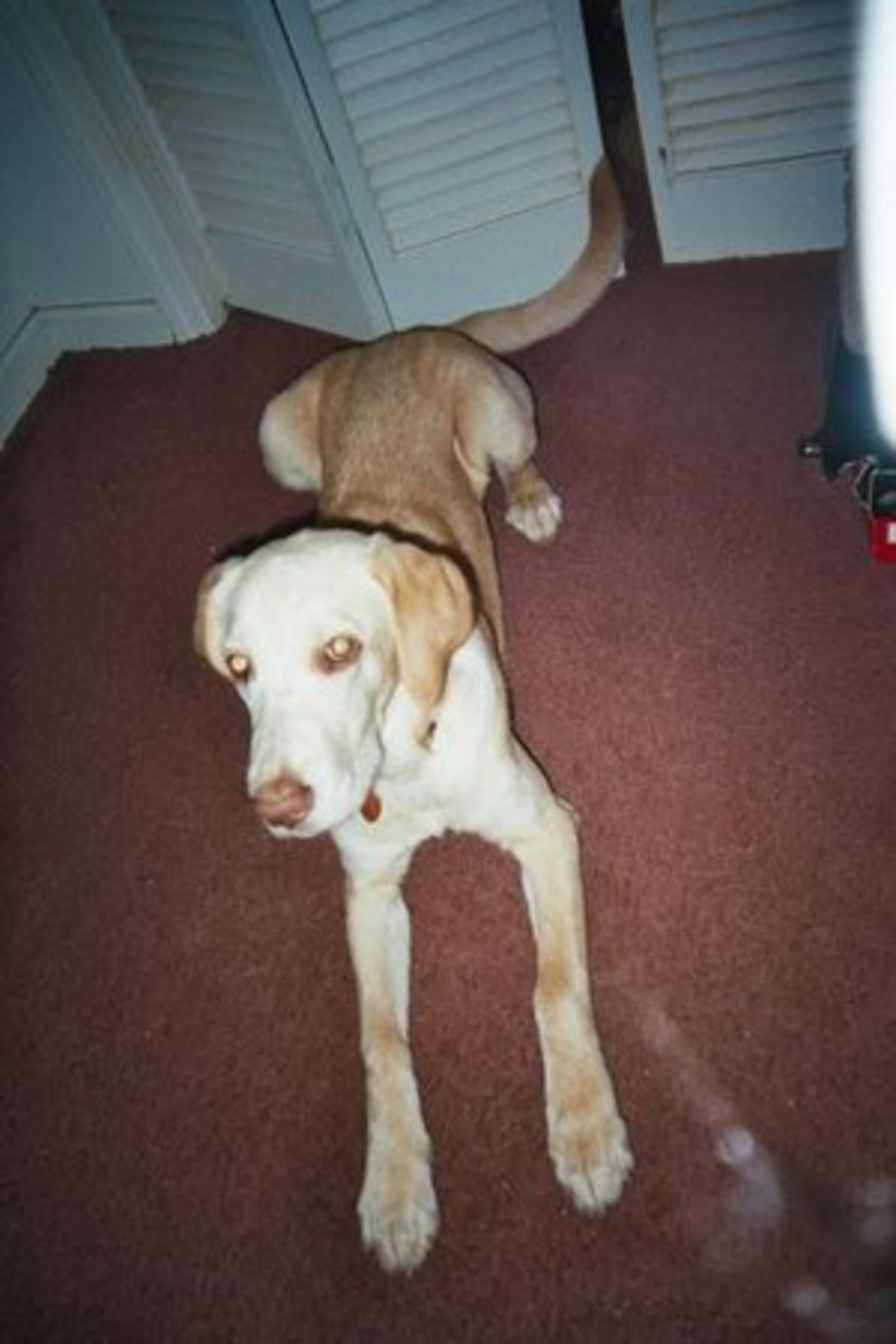 Mimi sits guard at the door.