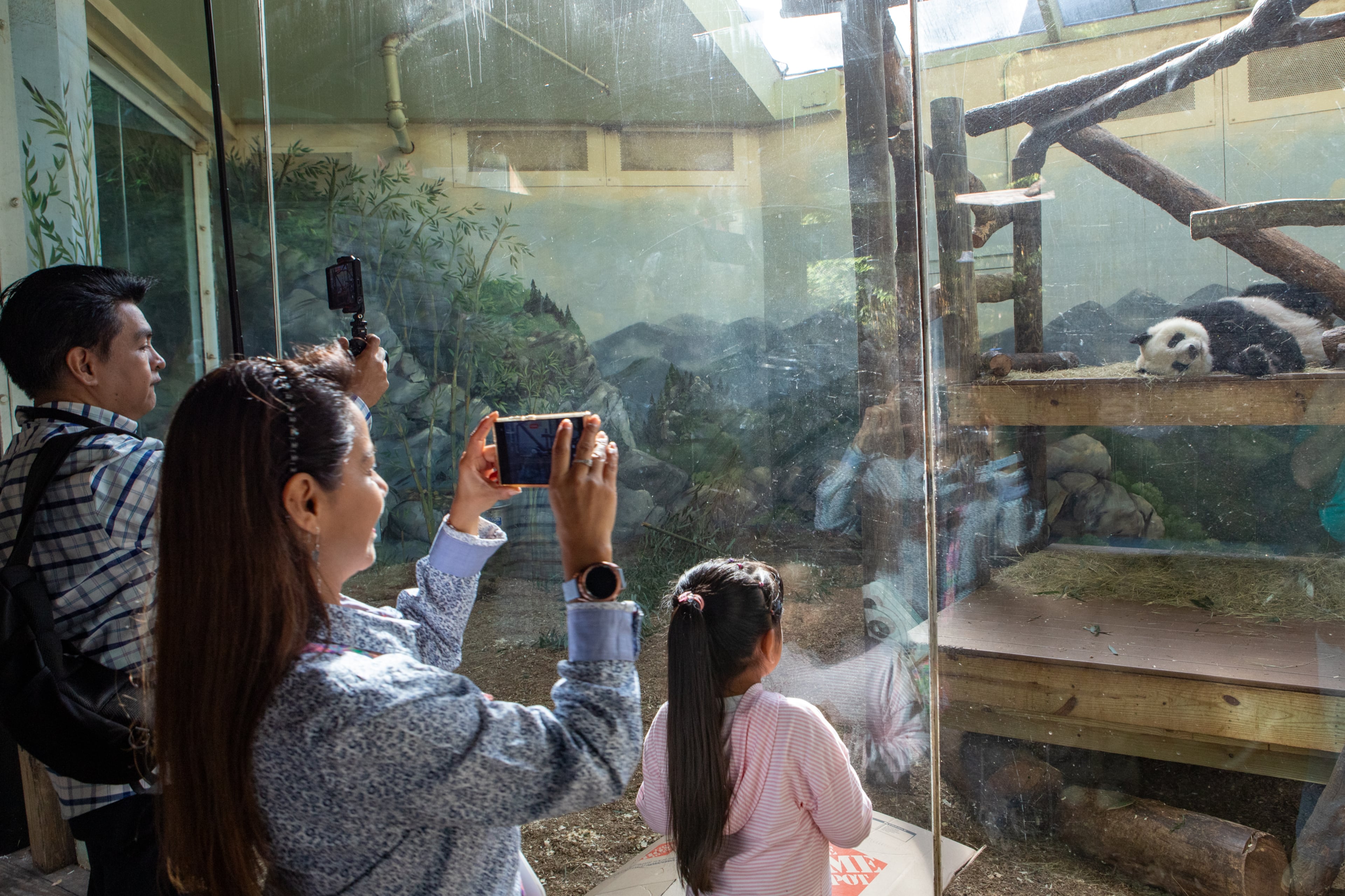 Families take photos and pose with Lun Lun at Zoo Atlanta during the Farewell Visit with the giant pandas on Saturday, Oct 5, 2024. Atlanta’s four pandas, Lun Lun, Yang Yang and their twins Ya Lun and Xi Lun, are returning to China after decades in Atlanta. (Jenni Girtman for The Atlanta Journal-Constitution)